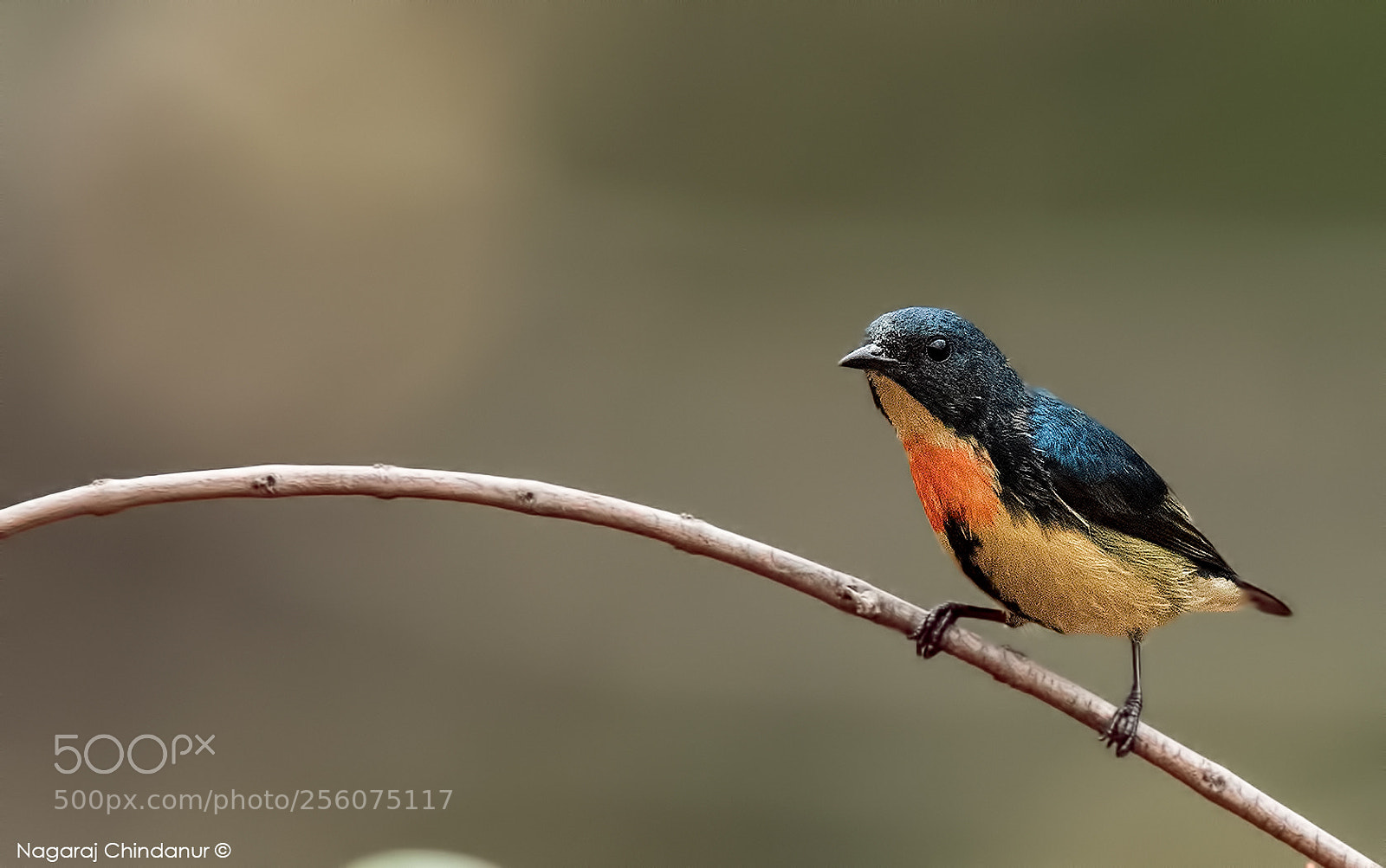 Nikon D5 sample photo. Fire throated flowerpecker photography