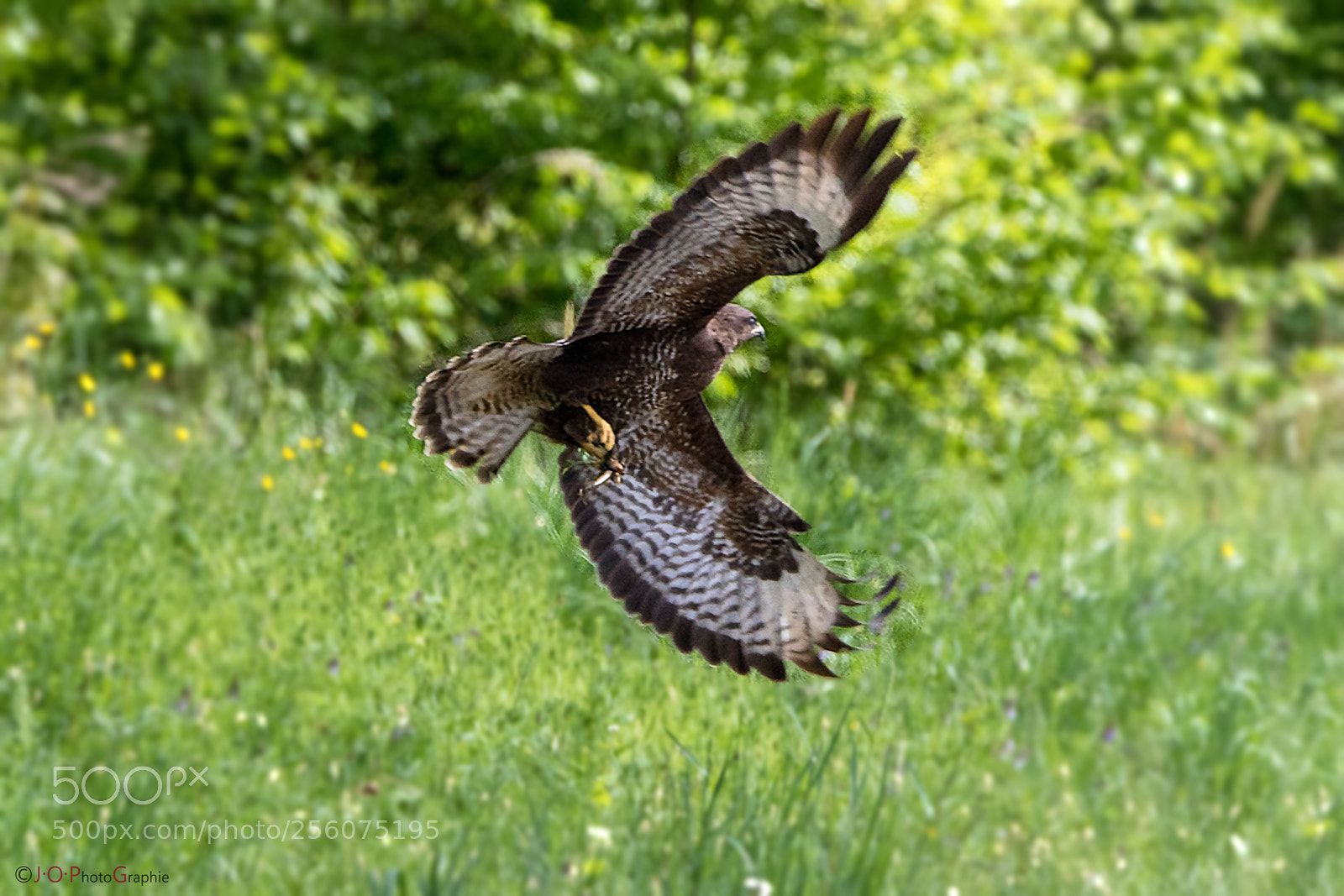 Canon EOS 7D Mark II sample photo. Buzzard, bussard photography