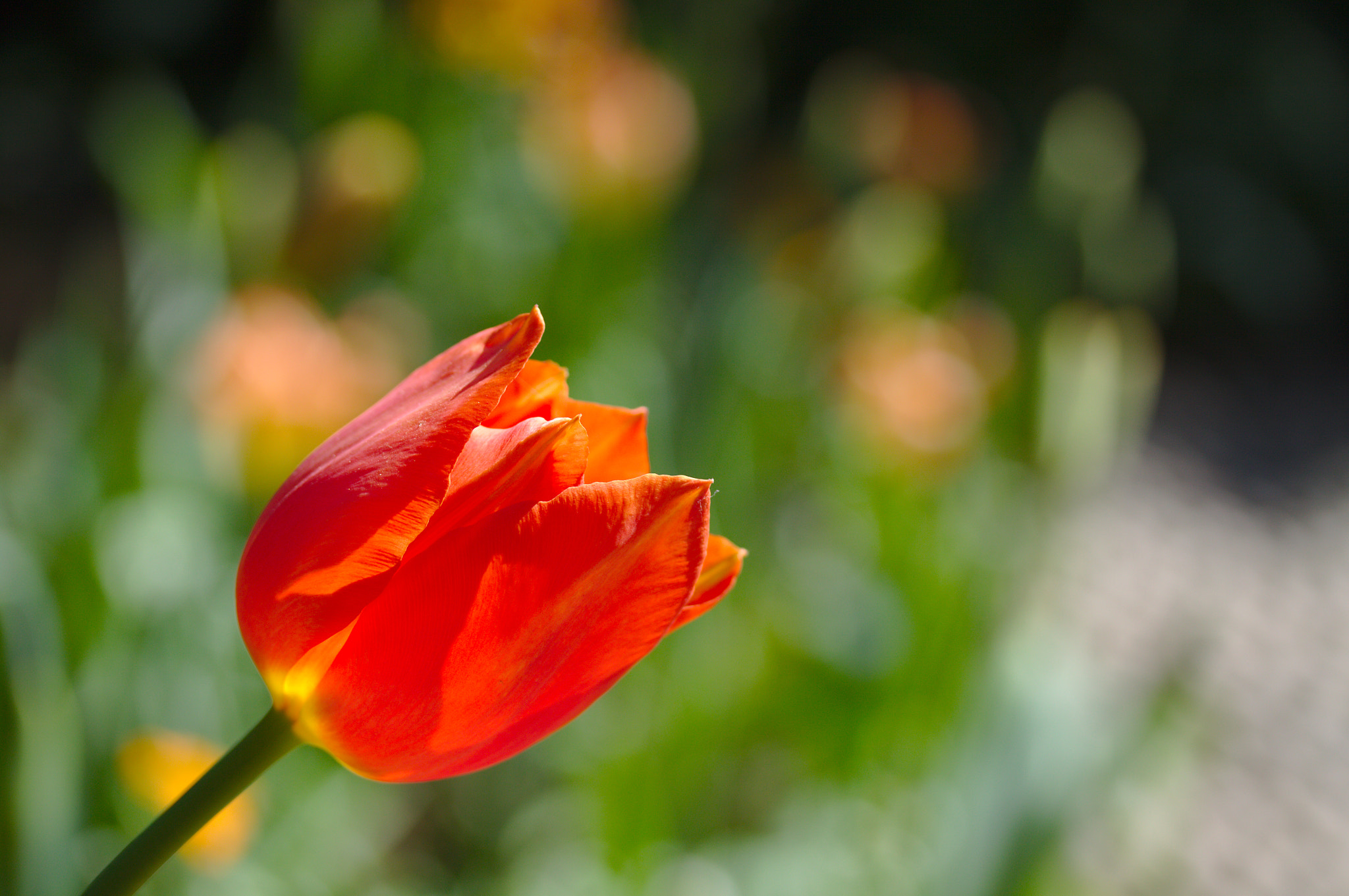 Canon EF-S 60mm F2.8 Macro USM sample photo. Tulip photography