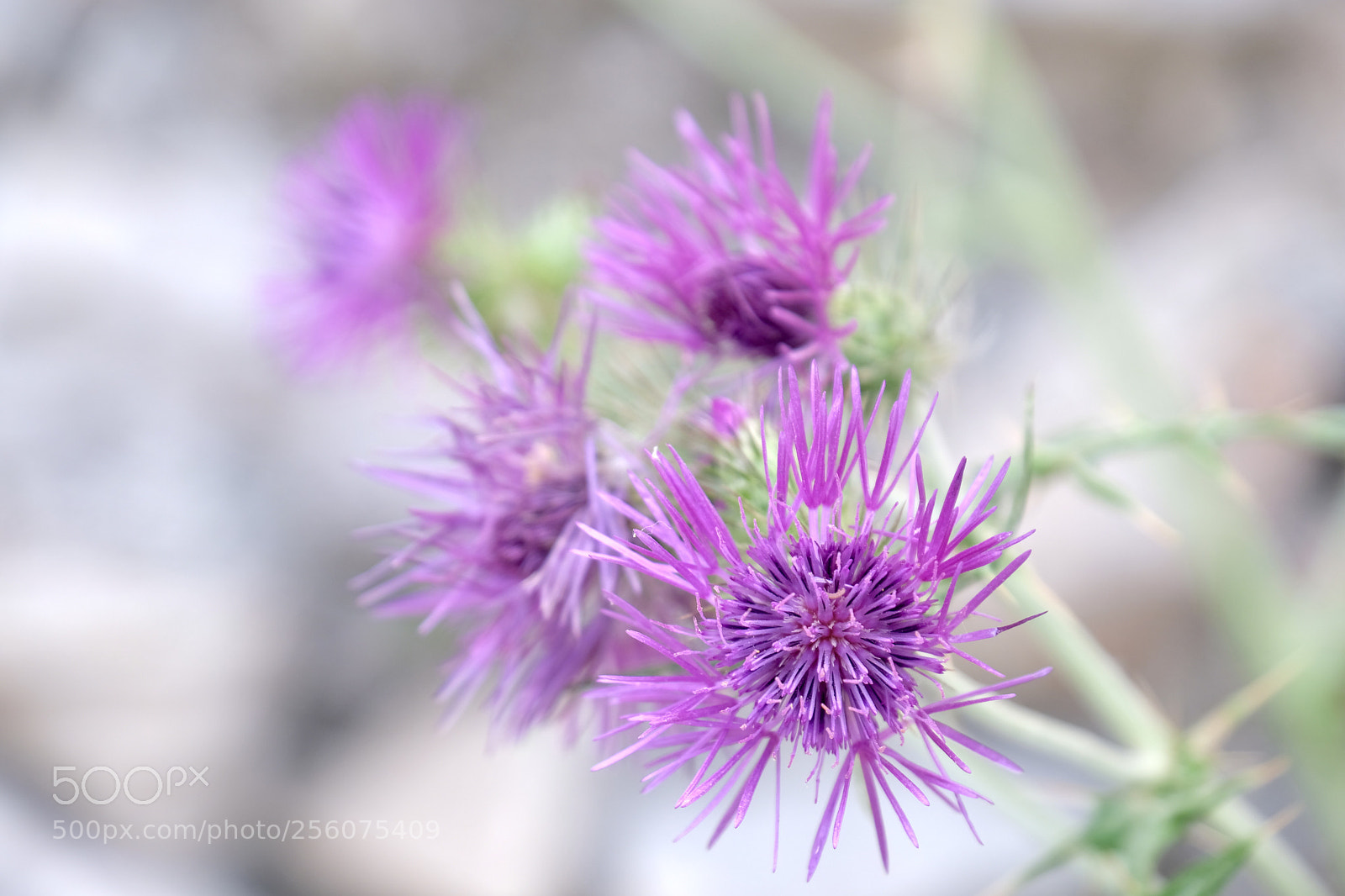 Fujifilm X-Pro2 sample photo. Wild flowers photography