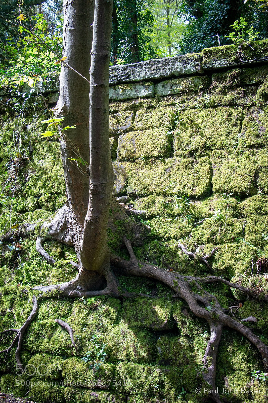 Canon EOS 70D sample photo. Never seen this before photography