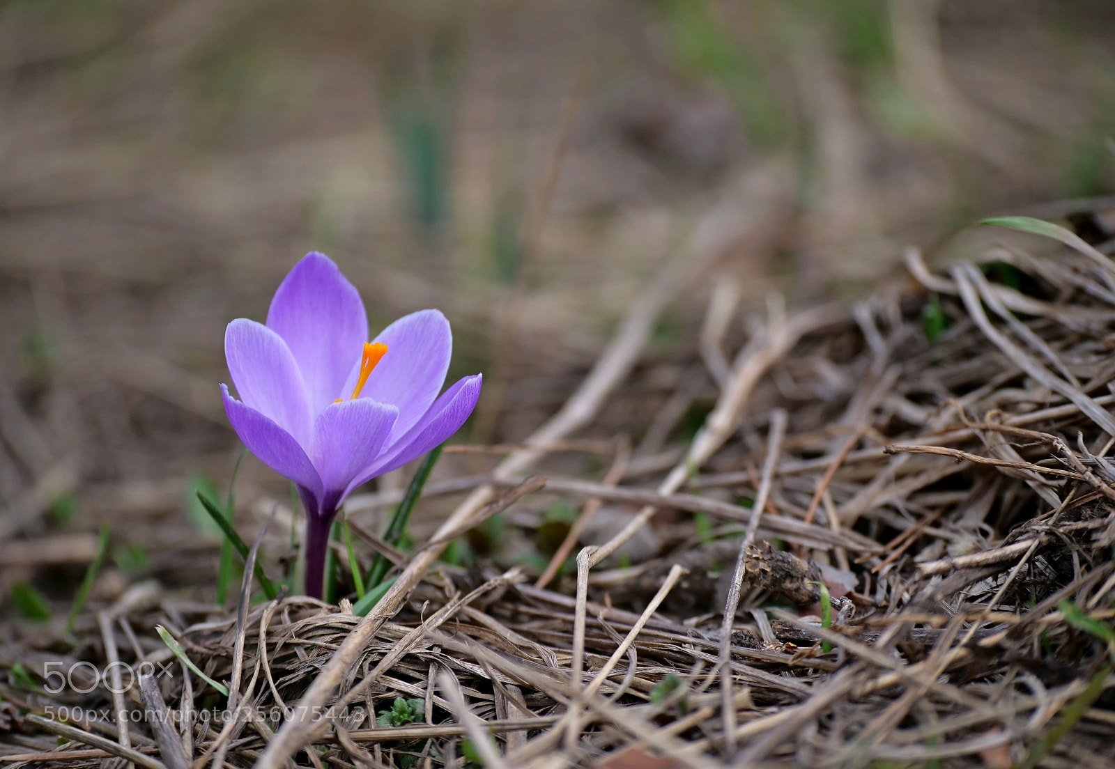 Panasonic Lumix DC-G9 sample photo. Saffron photography