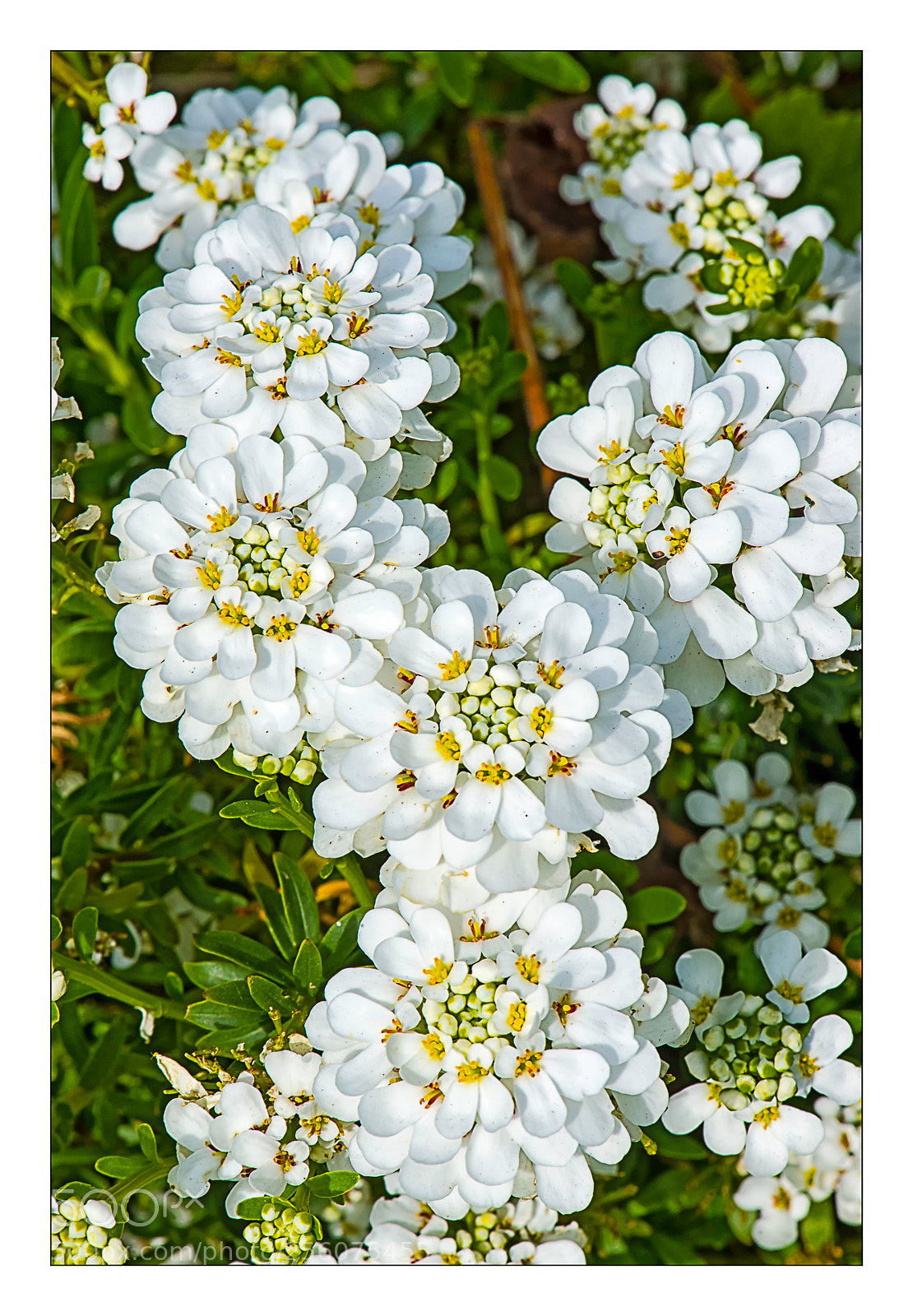 Nikon D610 sample photo. Tapis de feurs. photography