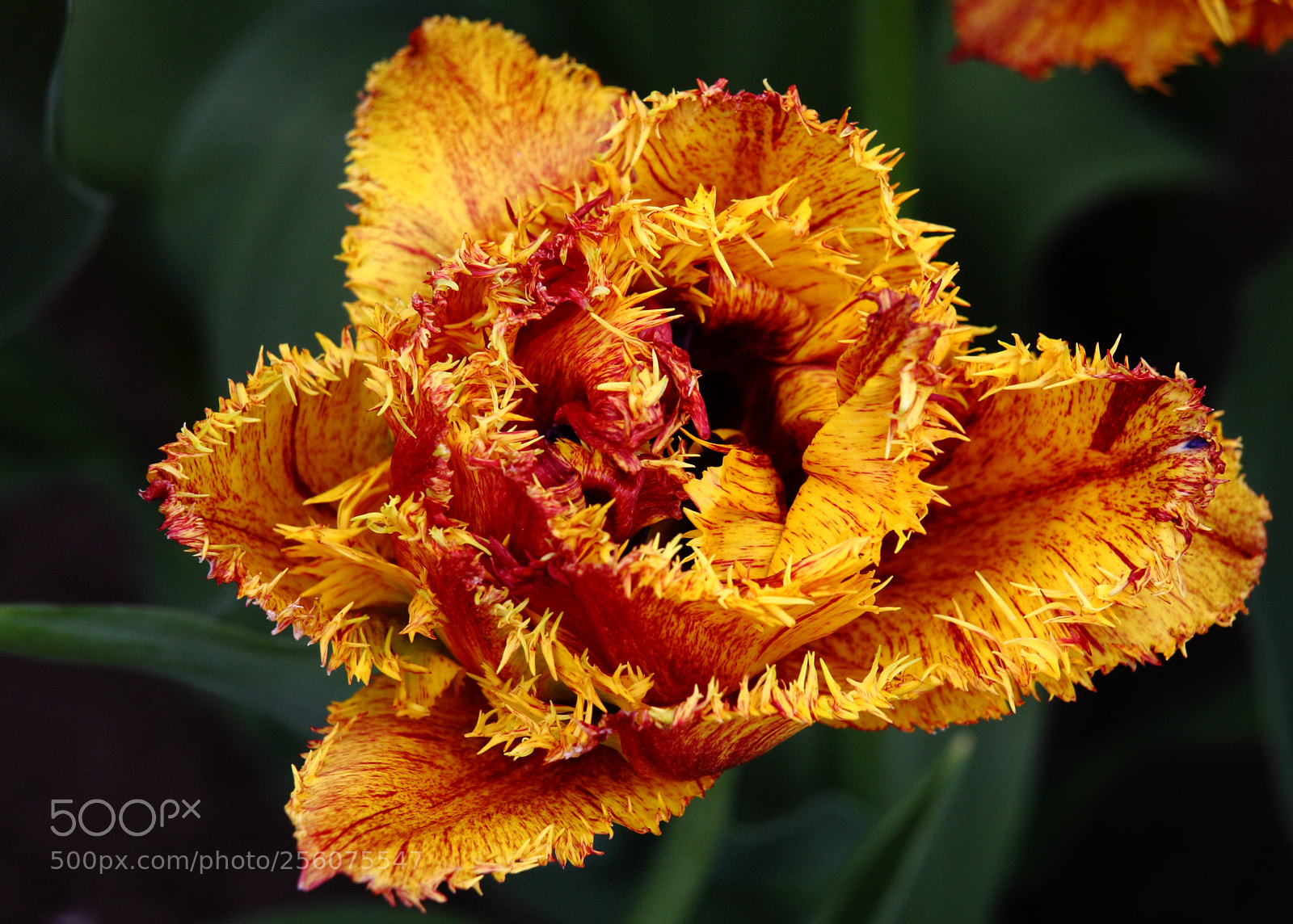 Canon EOS 40D sample photo. Tulipe photography