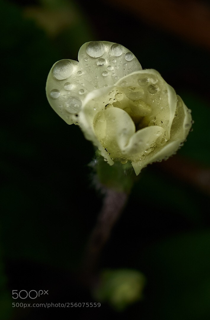 Leica Q (Typ 116) sample photo. Primrose bud unfolding photography