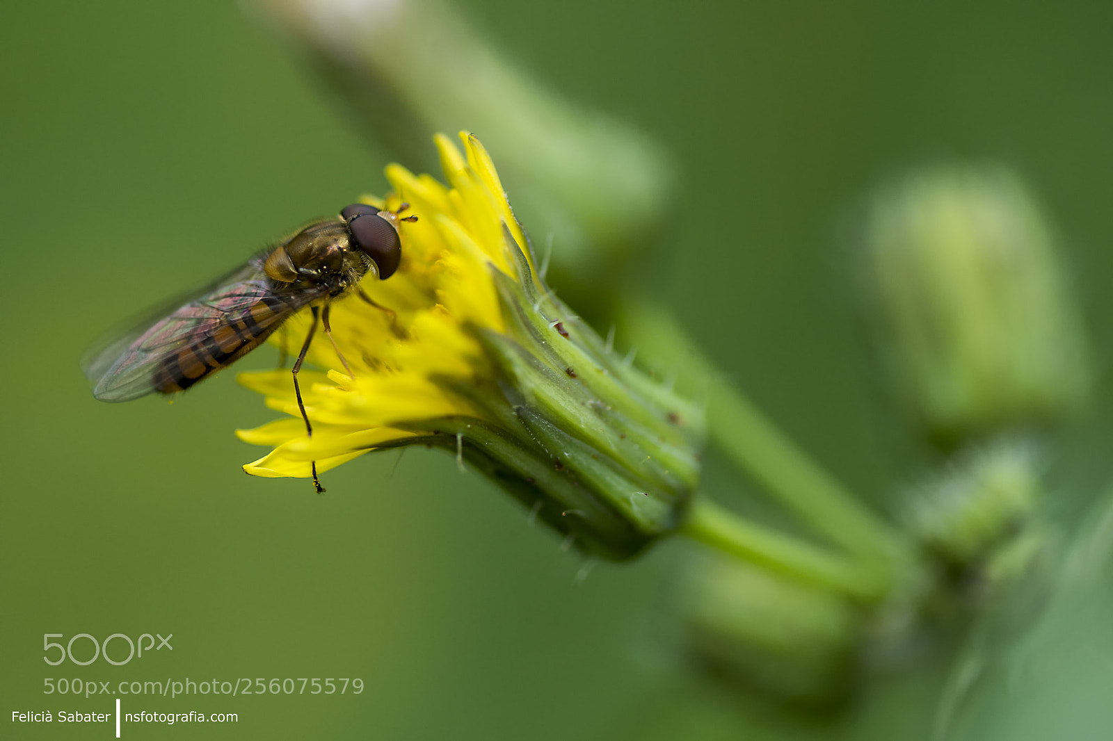 Nikon D850 sample photo. Nsmacro photography