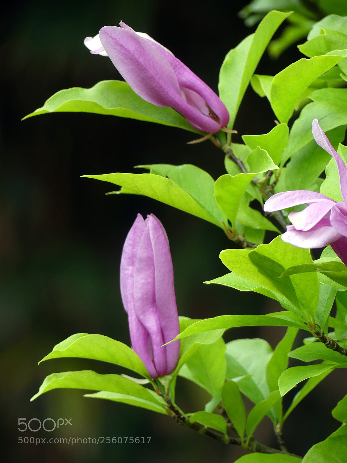 Panasonic Lumix DMC-FZ300 sample photo. Magnolia flower (stellata) photography
