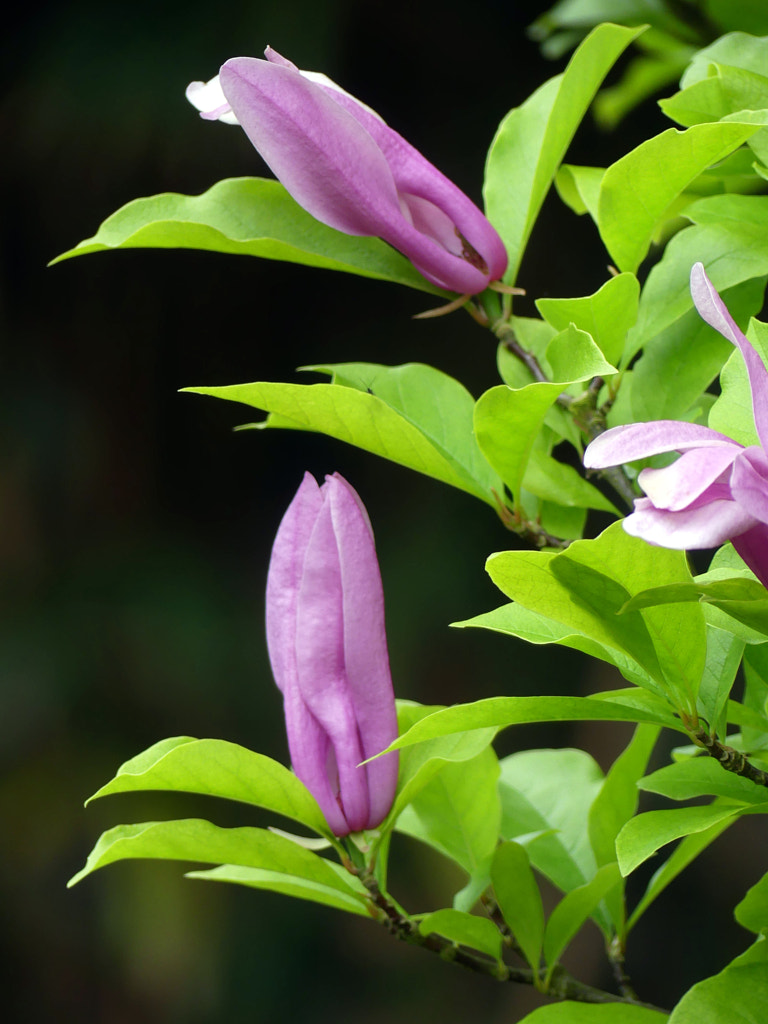 Fleurs ATCHOUM sur jardin V2?user_id=21302955&webp=true&sig=5aded1ba2355f9be1d21442b342d1061a6eabed8d02462bce9d7ec3da7d56cb3