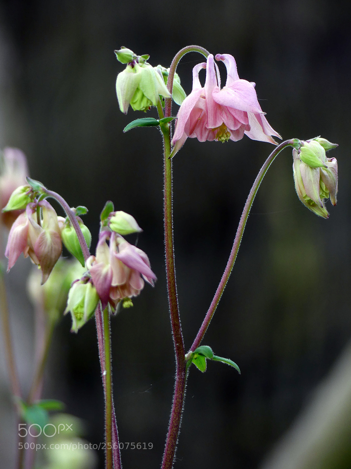 Panasonic Lumix DMC-FZ300 sample photo. Ancolie des jardins aquilegia photography