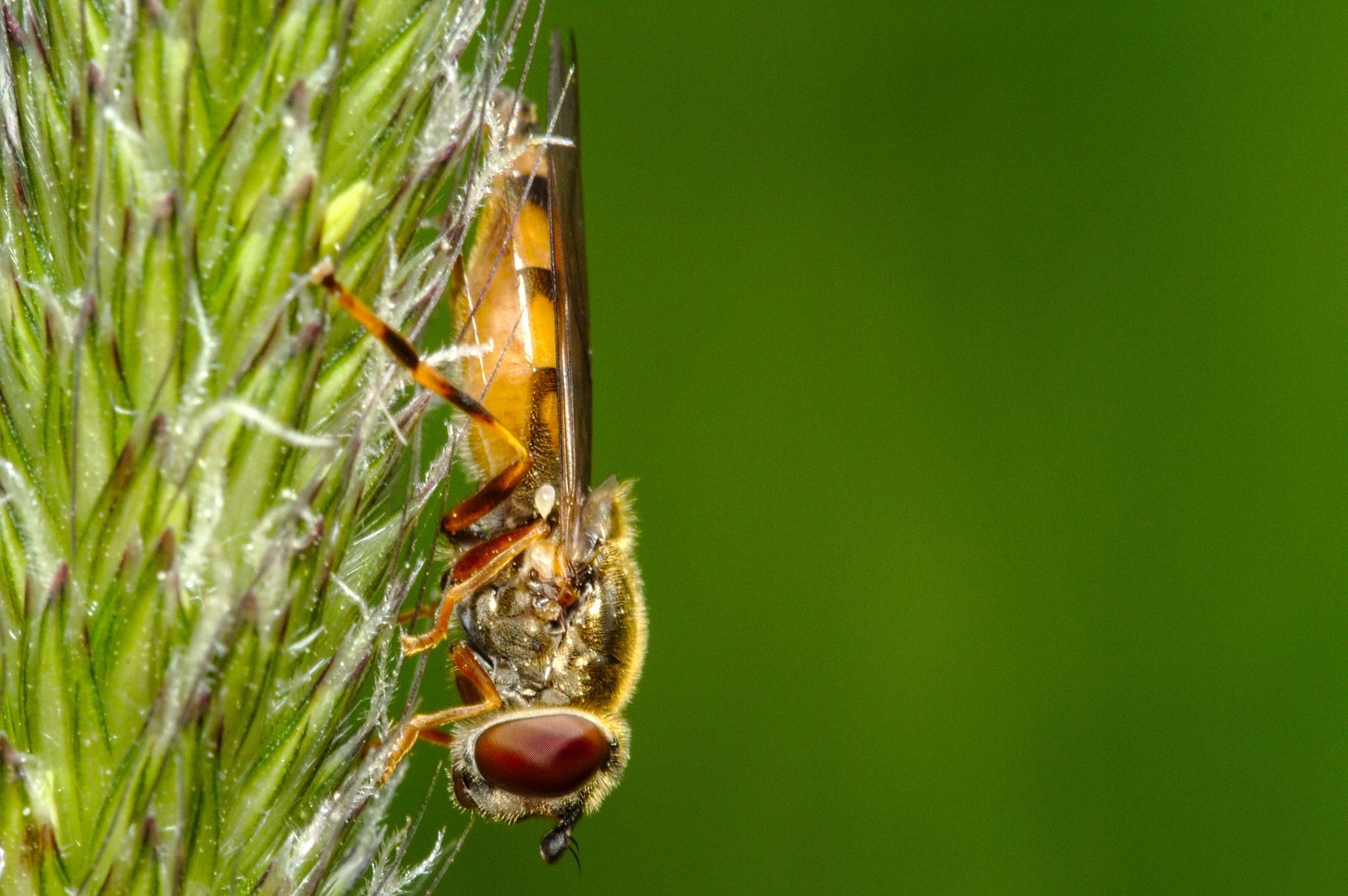 Canon EF 100mm F2.8L Macro IS USM sample photo. Zweefvlieg photography