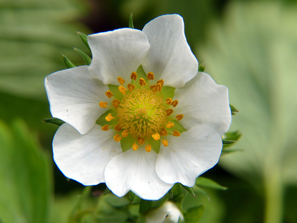 Fleurs ATCHOUM sur jardin V2?user_id=21302955&webp=true&sig=31cd76ff23bac76da098b0f263f520f04af73978ee81a01286363eb8c1c6cef9