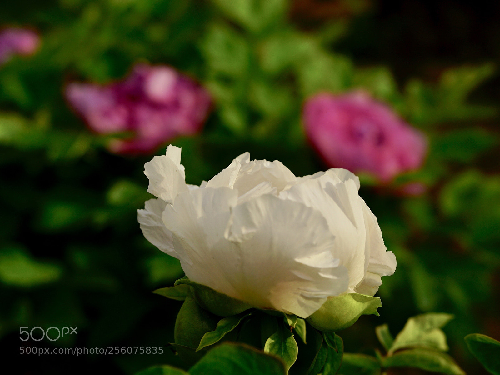 Sony a7 II sample photo. 牡丹园 photography