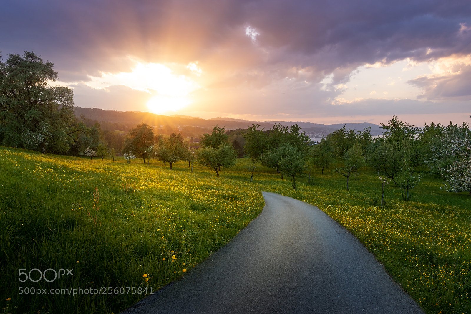 Sony ILCA-77M2 sample photo. Follow the sun photography