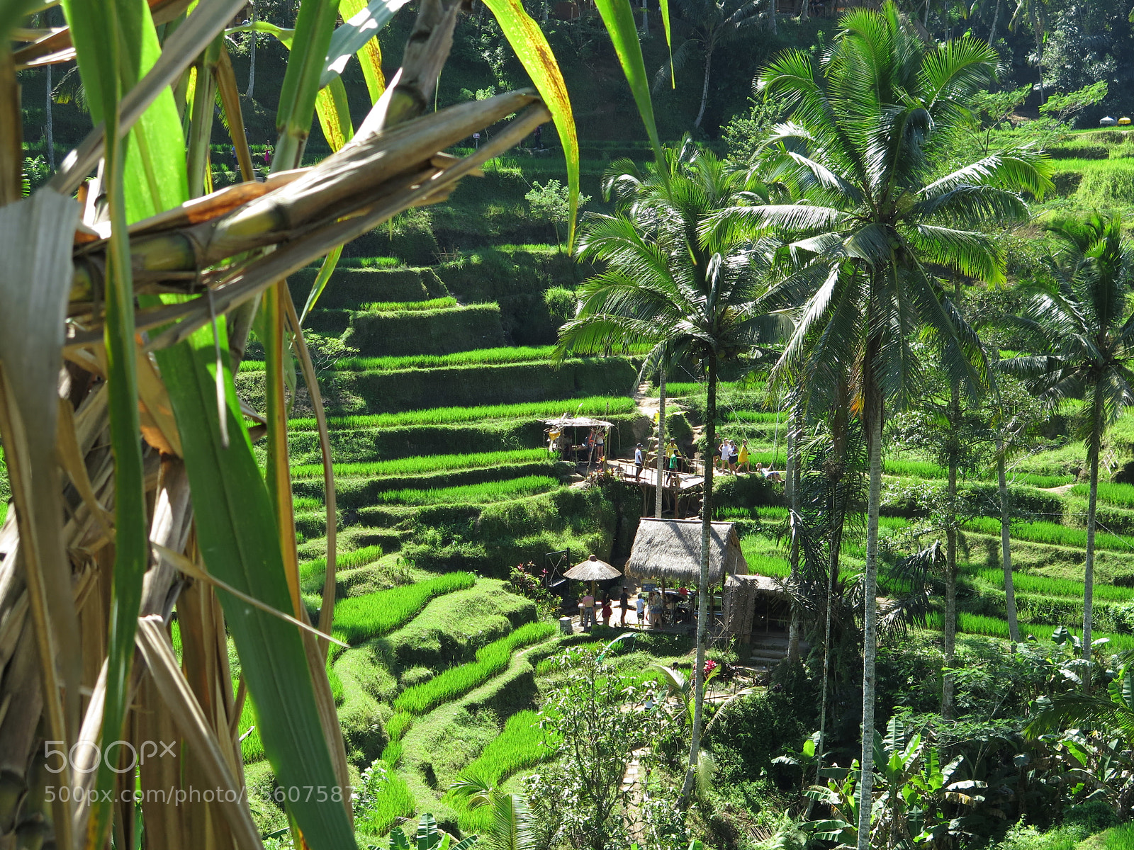 Canon PowerShot G16 sample photo. Tropical haven photography