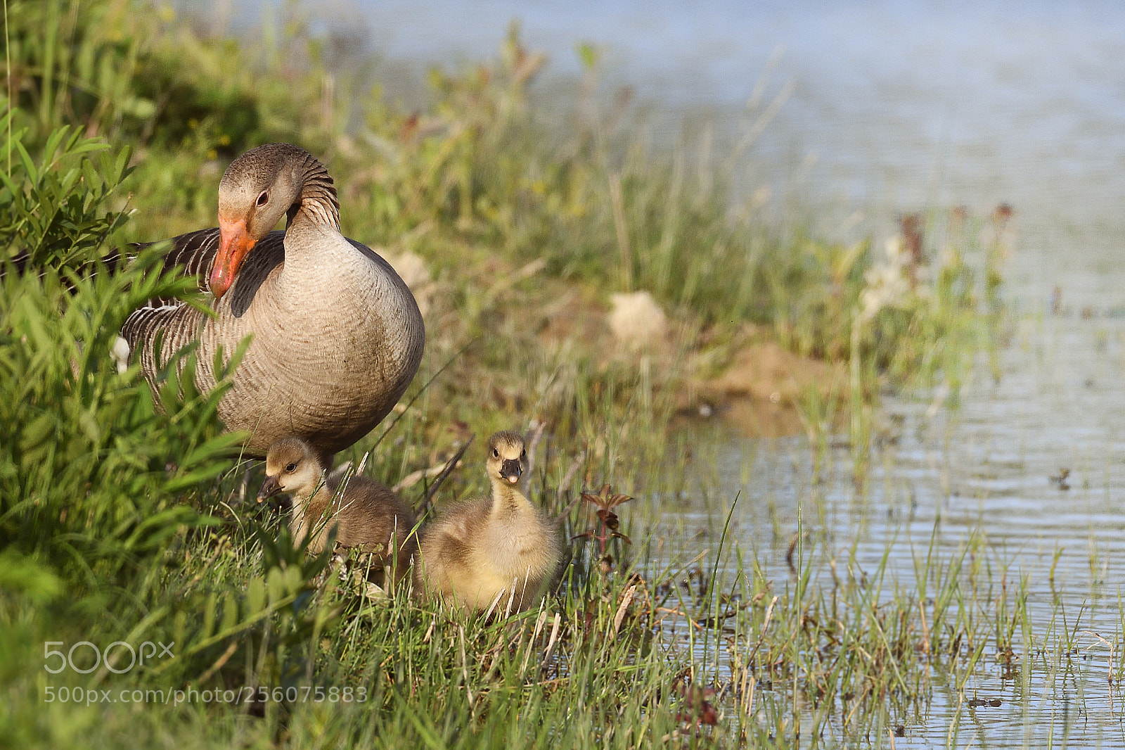 Nikon D500 sample photo. Oca grigia con prole photography