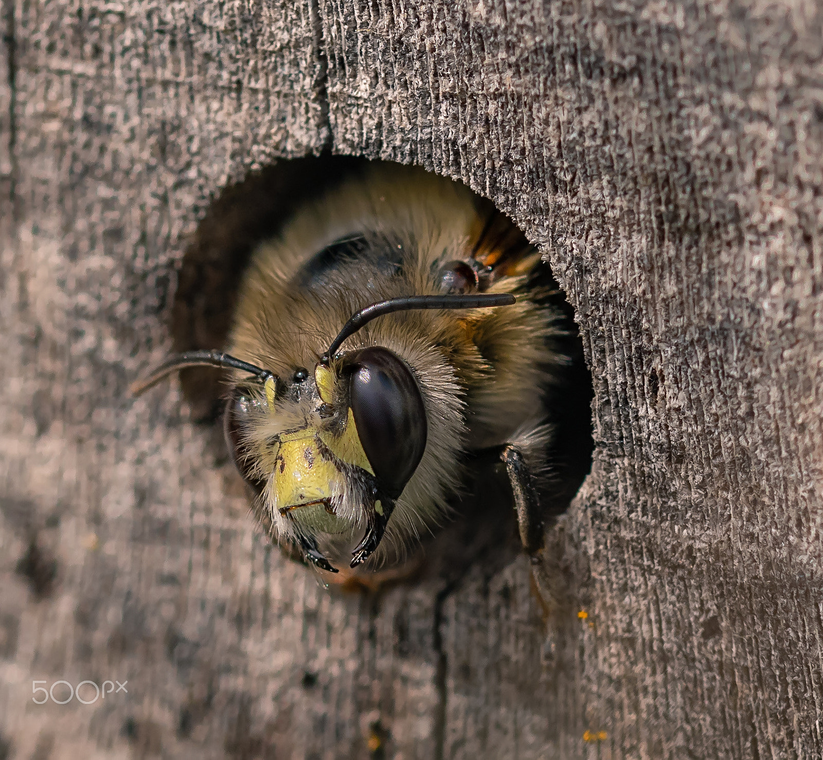 Nikon D500 + Sigma 105mm F2.8 EX DG OS HSM sample photo. In the beehotel photography