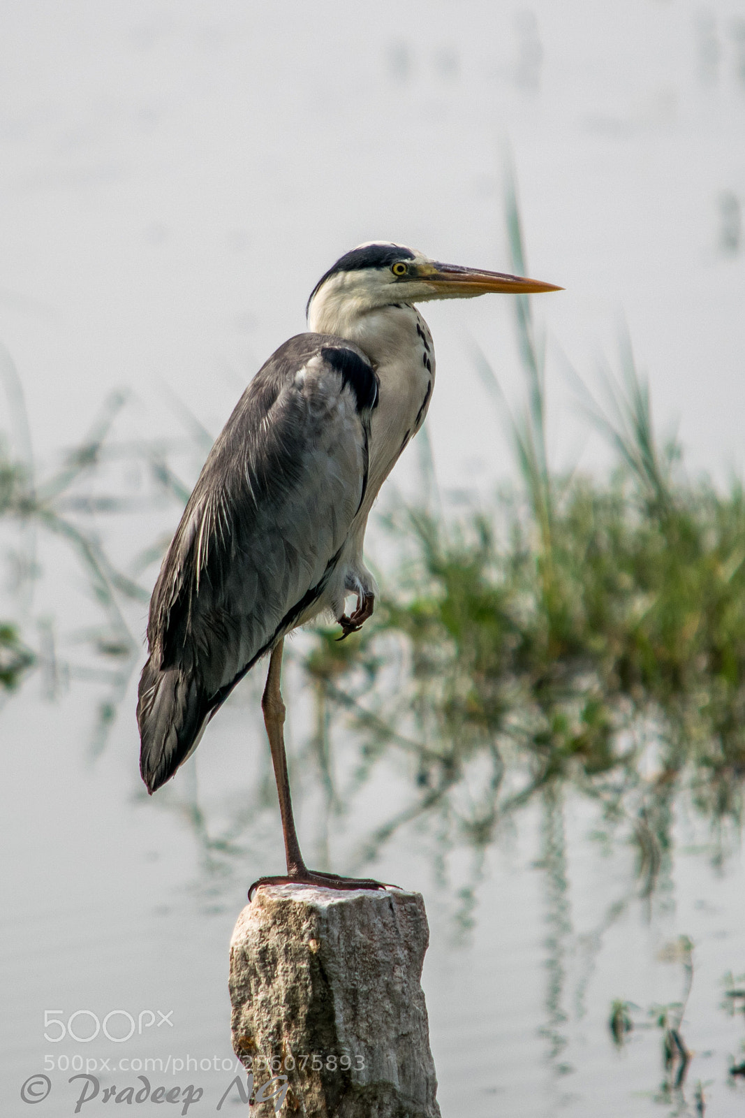 Nikon D3300 sample photo. Grey heron photography