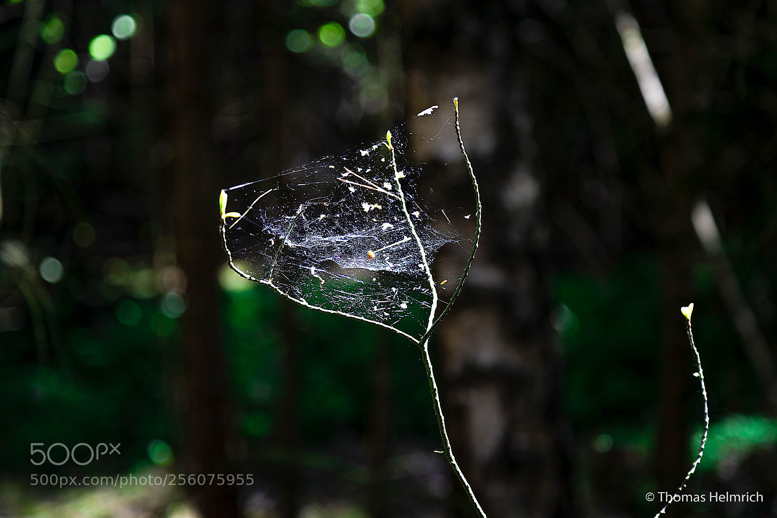 Canon EOS 6D sample photo. Spinnenetz photography