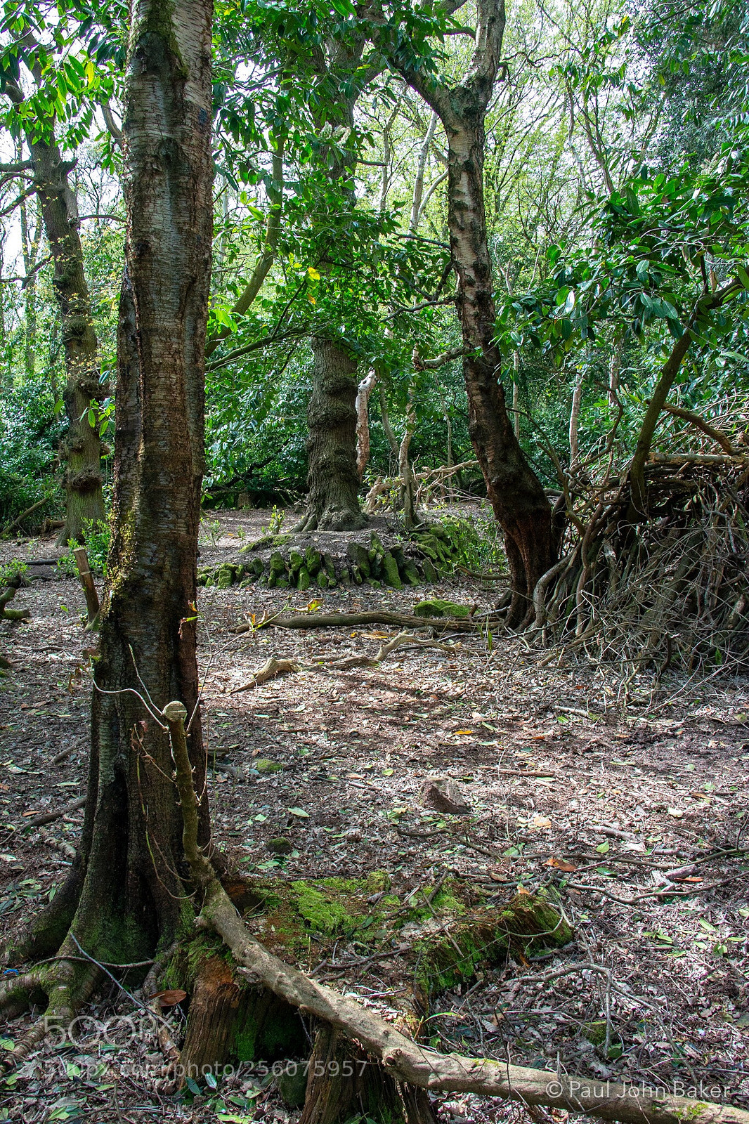 Canon EOS 70D sample photo. A walk in the photography
