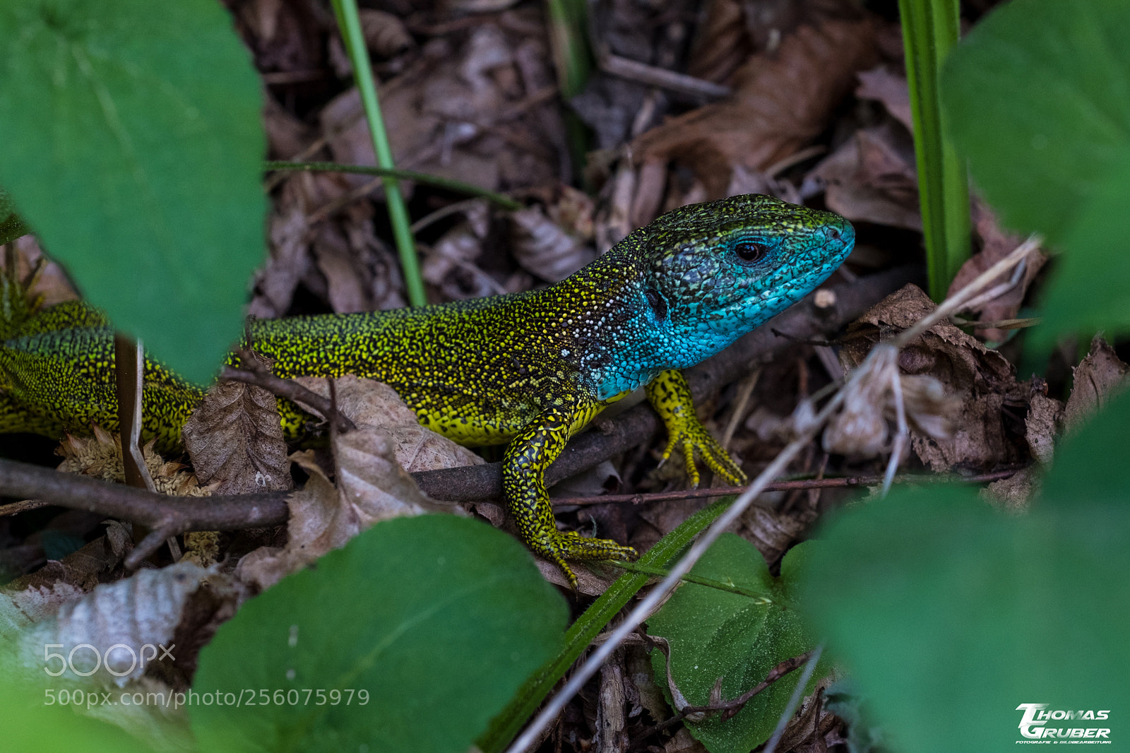 Fujifilm X-T2 sample photo. Smaragdeidechse photography