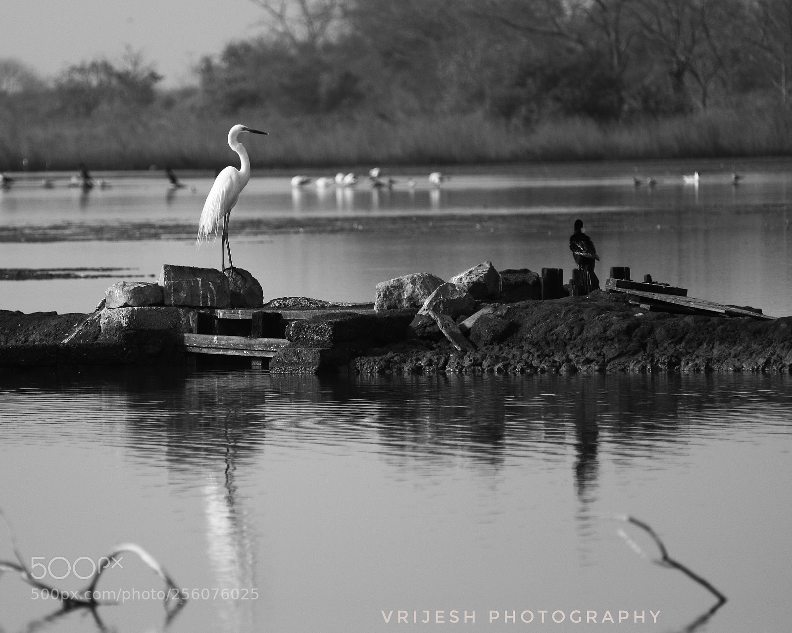 Canon EOS 750D (EOS Rebel T6i / EOS Kiss X8i) sample photo. Black or white photography