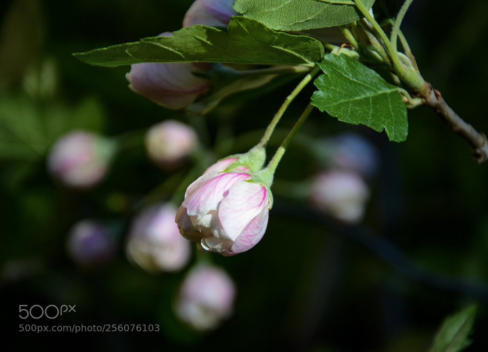 Nikon D7000 sample photo. Soft photography