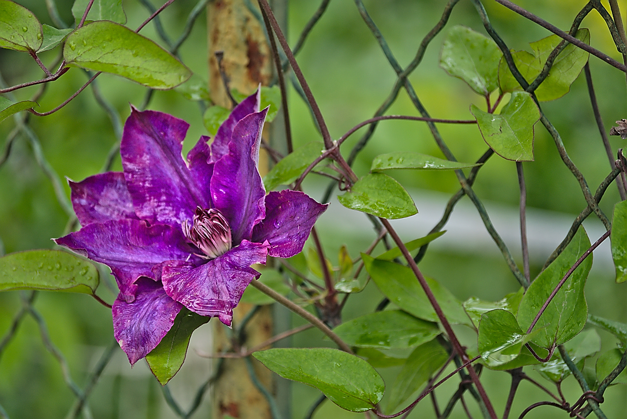 Panasonic Lumix DMC-GM1 sample photo. 2018 05 01 02_01 clematis.jpg photography
