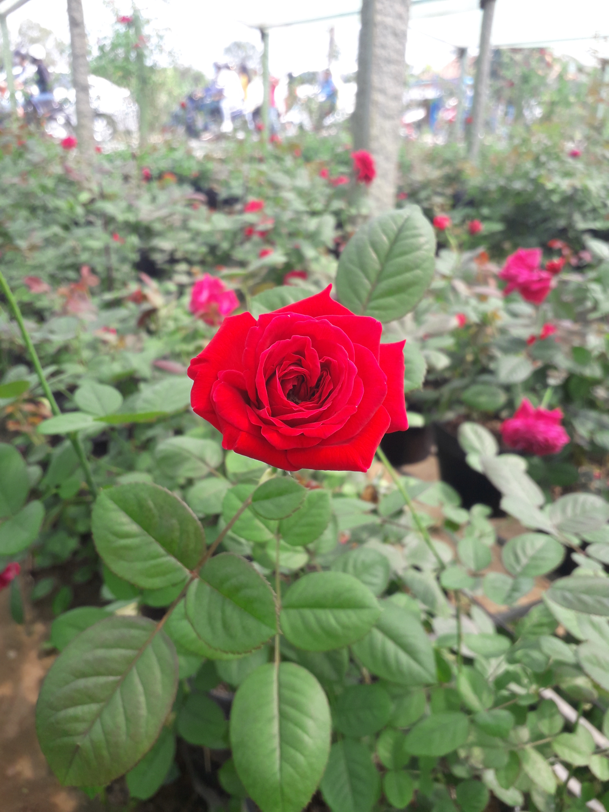 Samsung Galaxy J3 Pro sample photo