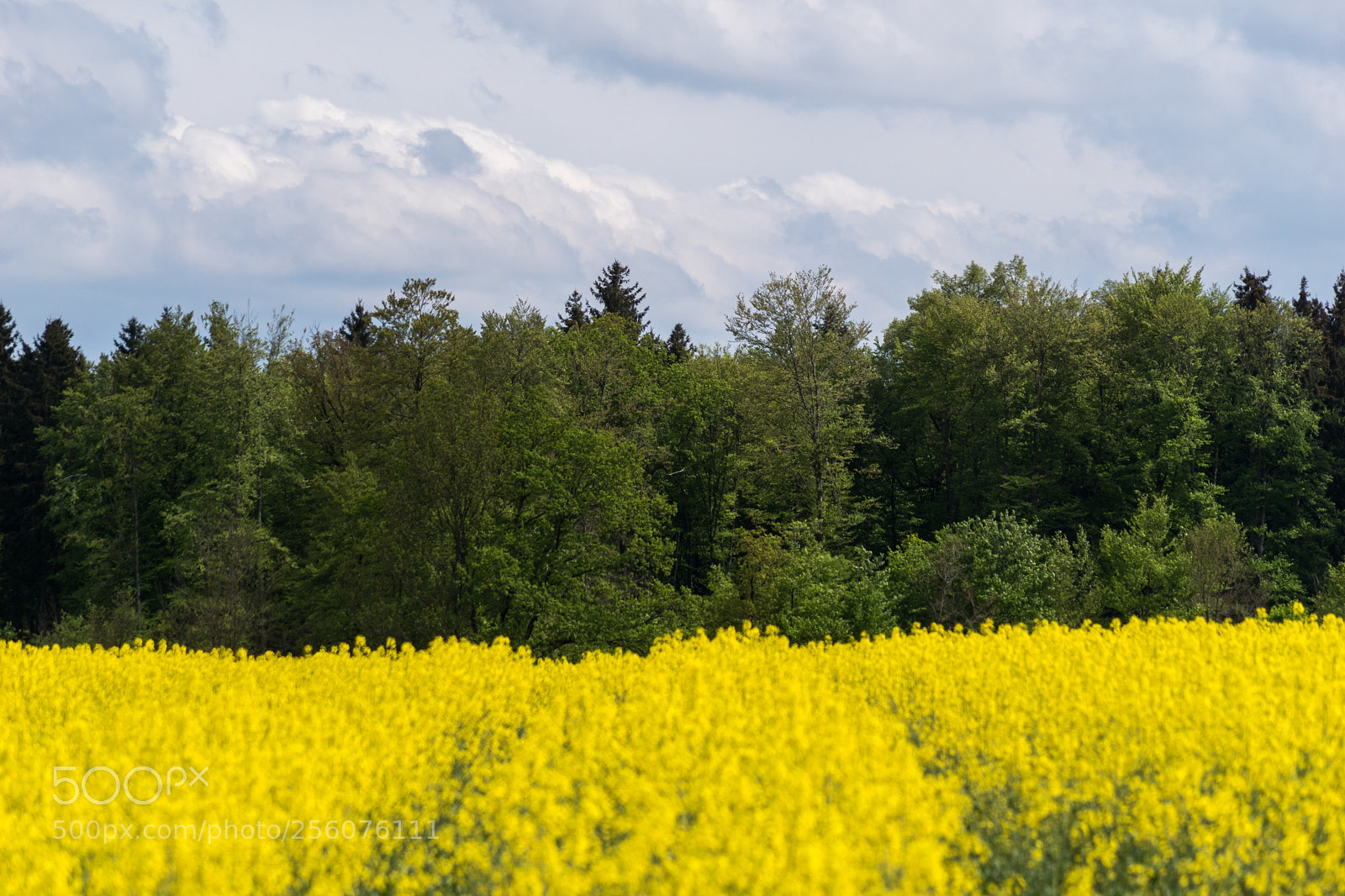 Sony ILCA-77M2 sample photo. Three equal parts photography