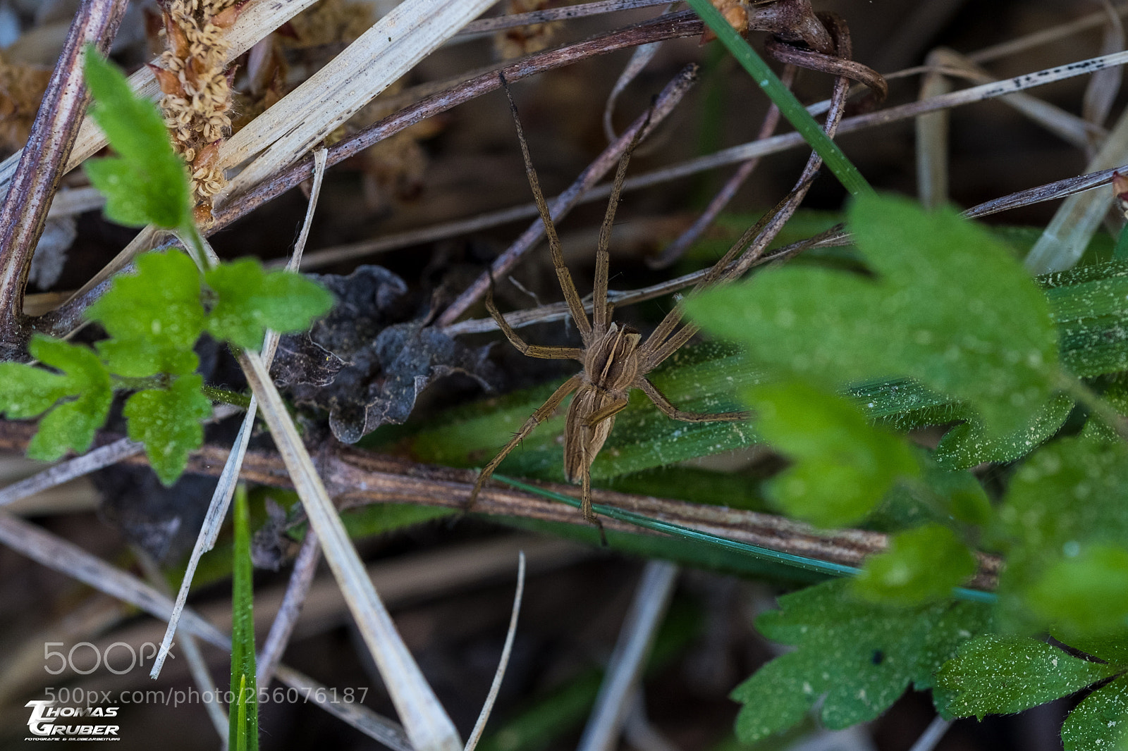 Fujifilm X-T2 sample photo. Raubspinne photography