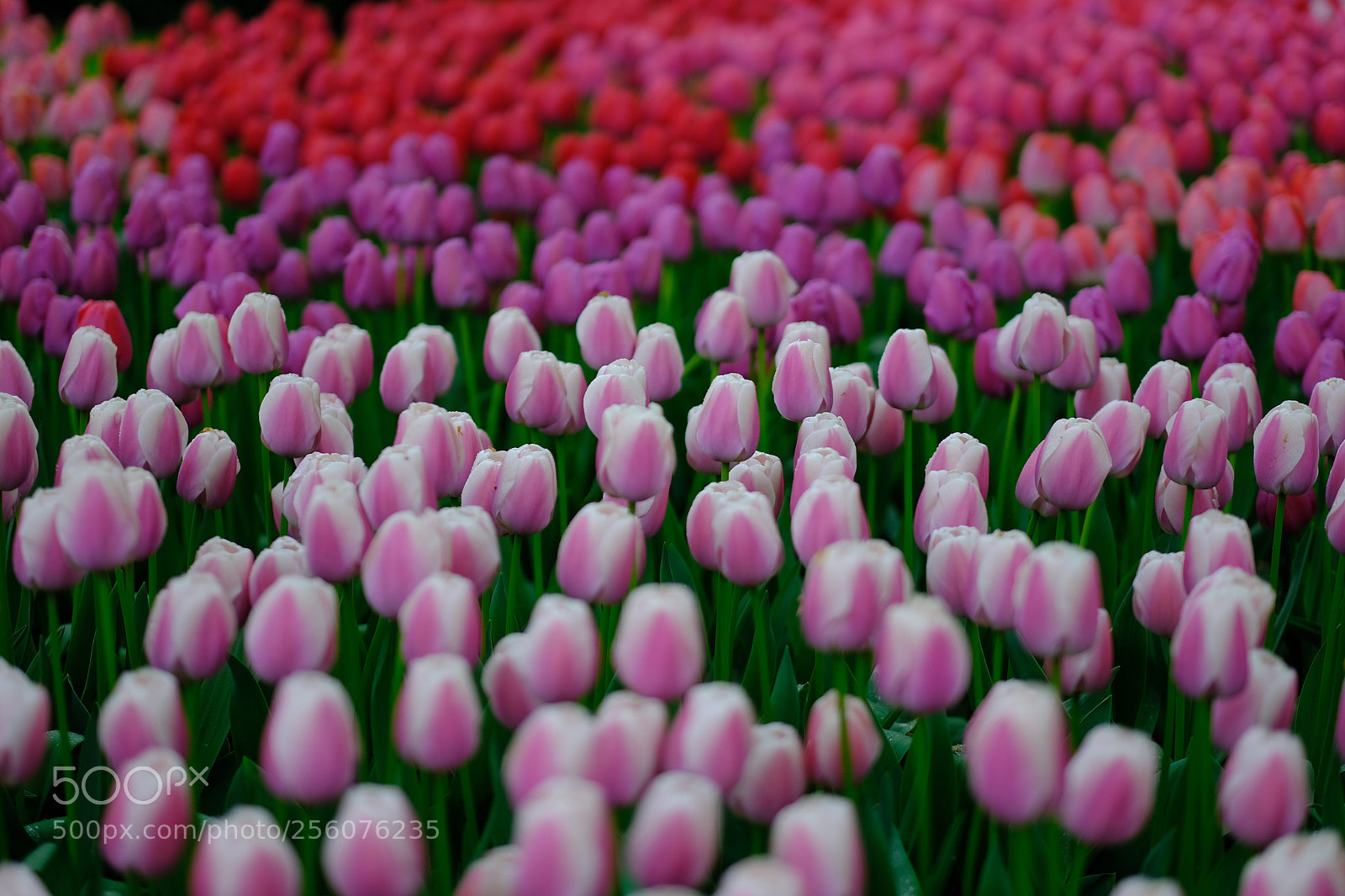 Fujifilm X-T20 sample photo. Keukenhof photography