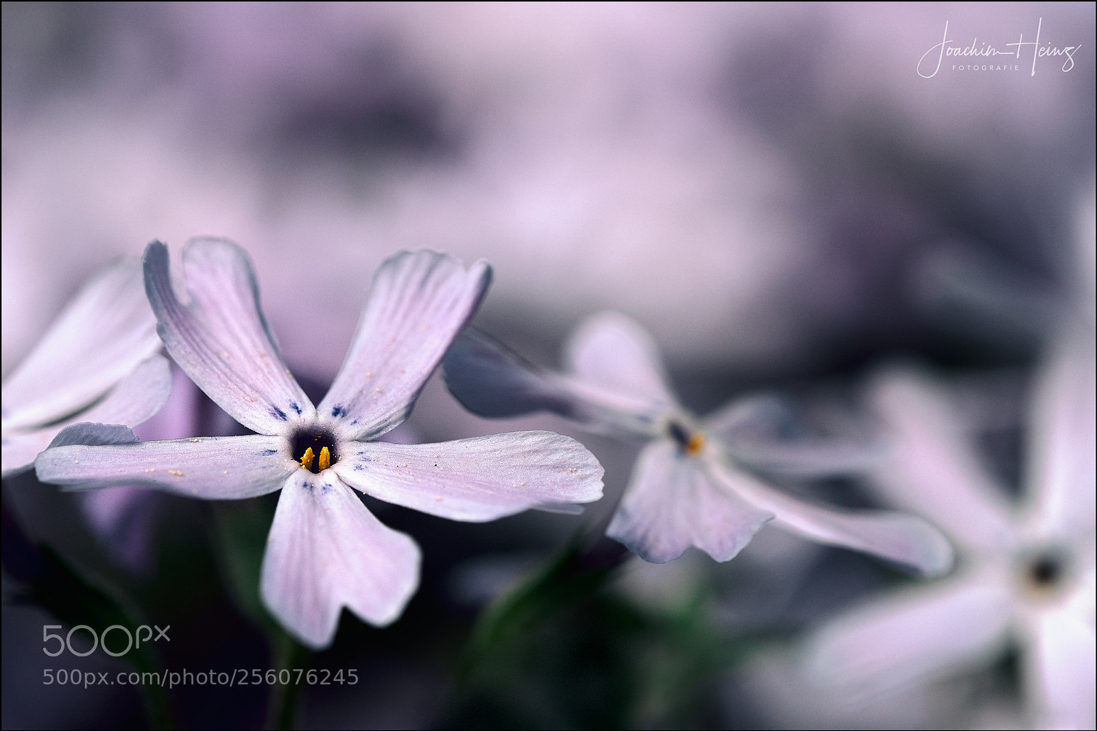 Fujifilm X-T2 sample photo. Phlox subulata photography