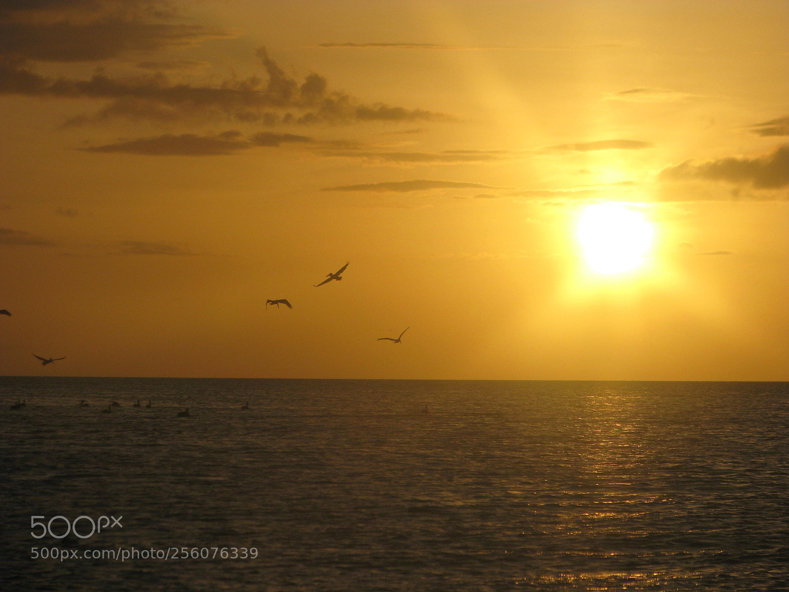 Canon POWERSHOT S5 IS sample photo. Seabirds of venezuela photography
