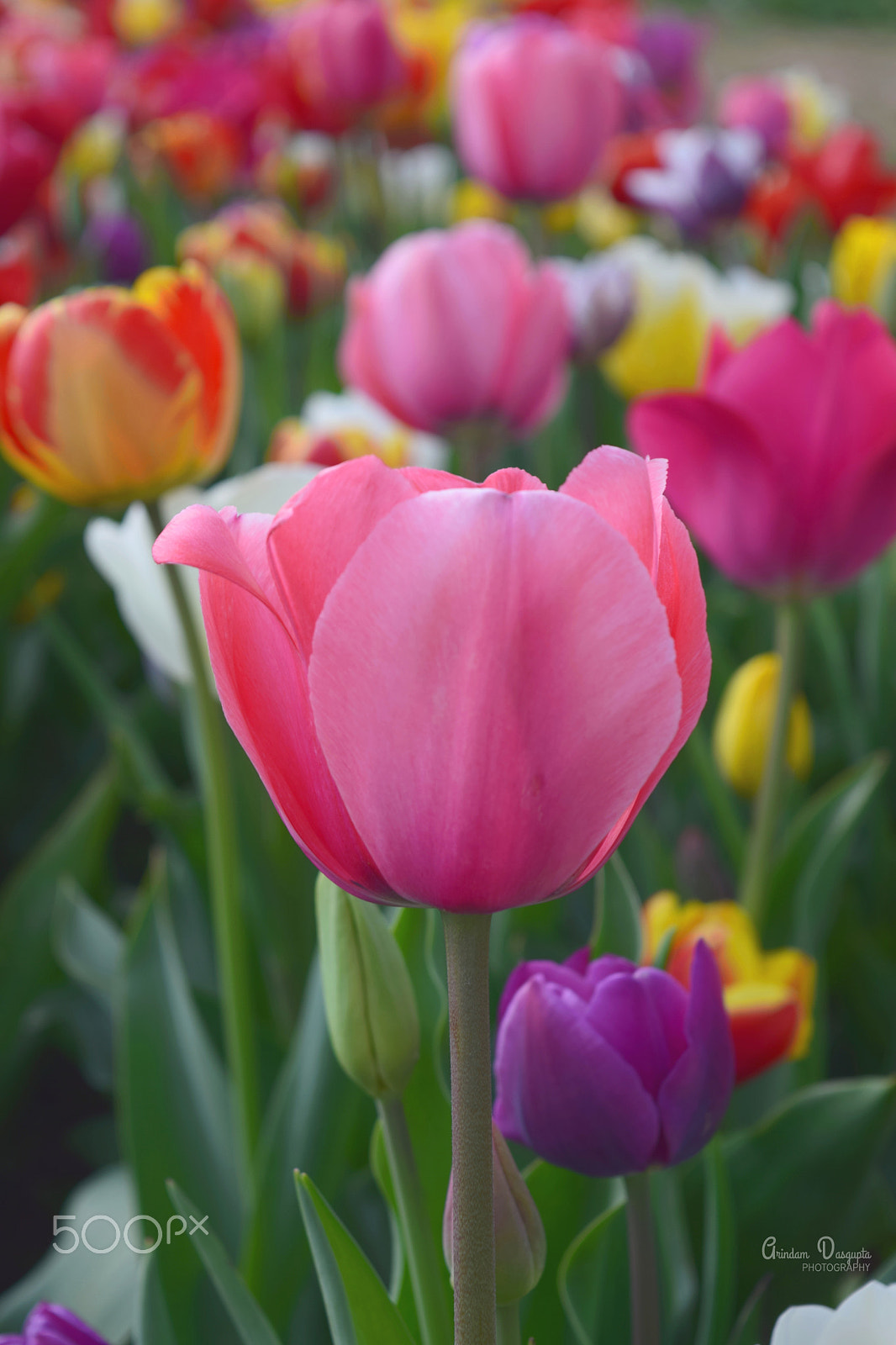 Nikon D5300 sample photo. Field of multicolored tulips photography