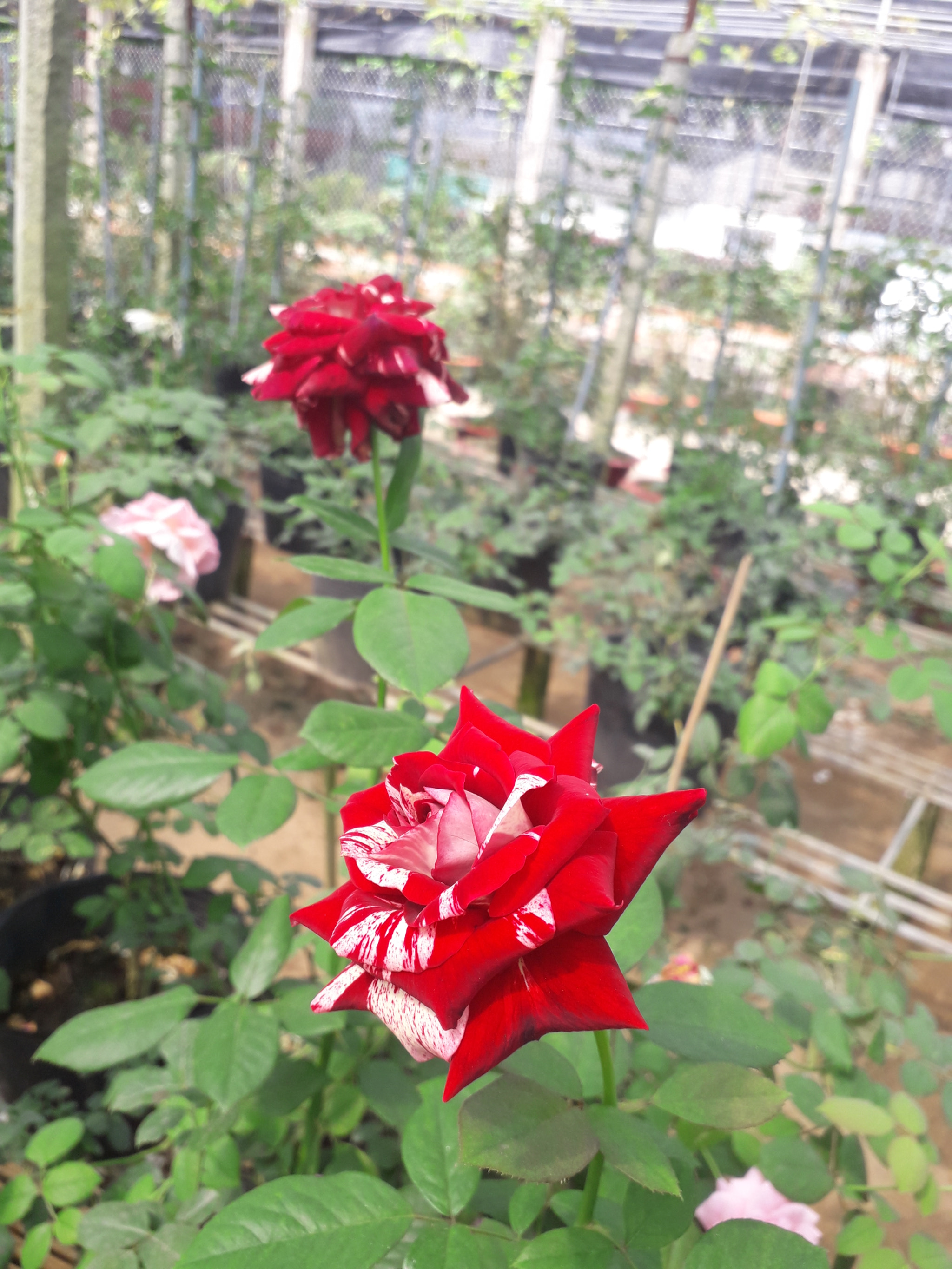 Samsung Galaxy J3 Pro sample photo