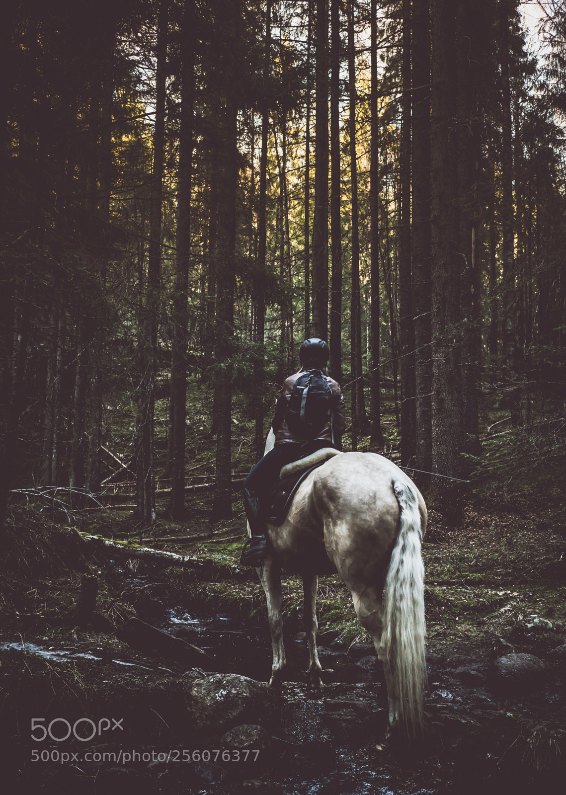 Sony a7R III sample photo. Exploring ostmarka photography
