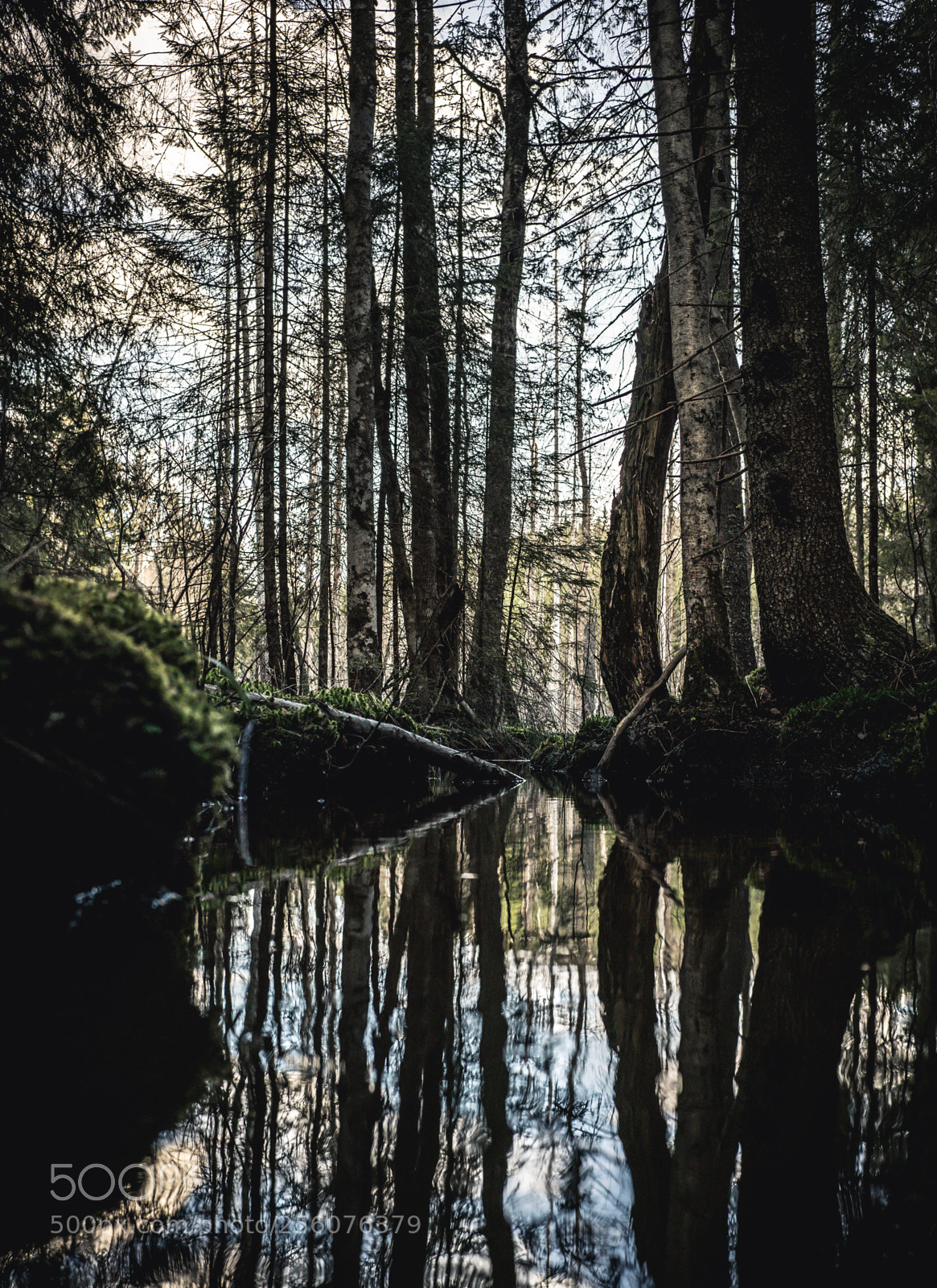 Sony a7R III sample photo. The spring forest photography