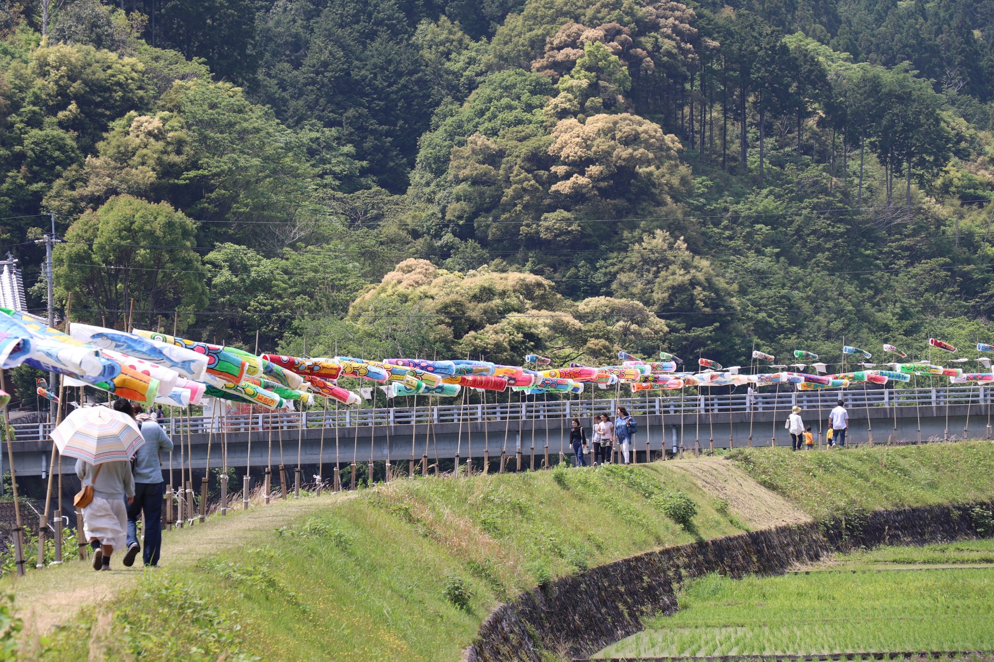 Canon EOS 77D (EOS 9000D / EOS 770D) sample photo. Carp streamer festival photography