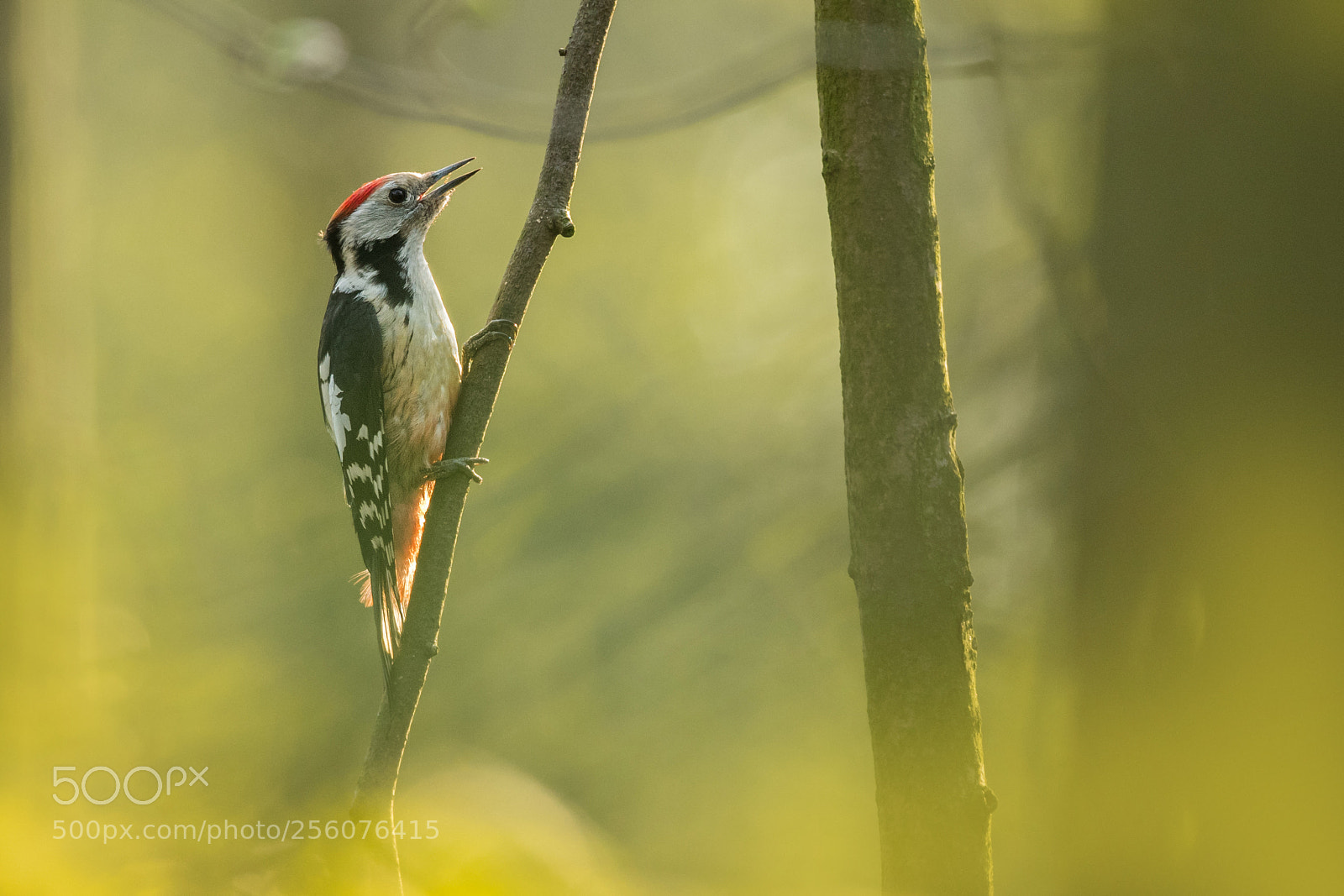 Nikon D500 sample photo. The middle spotted woodpecker photography