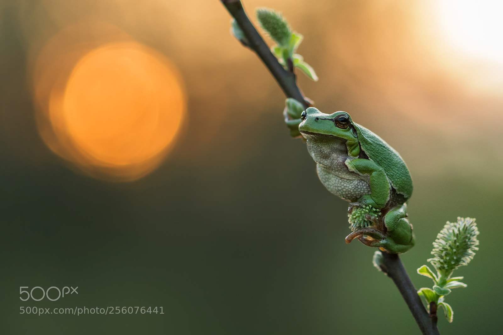 Nikon D500 sample photo. The european tree frog photography