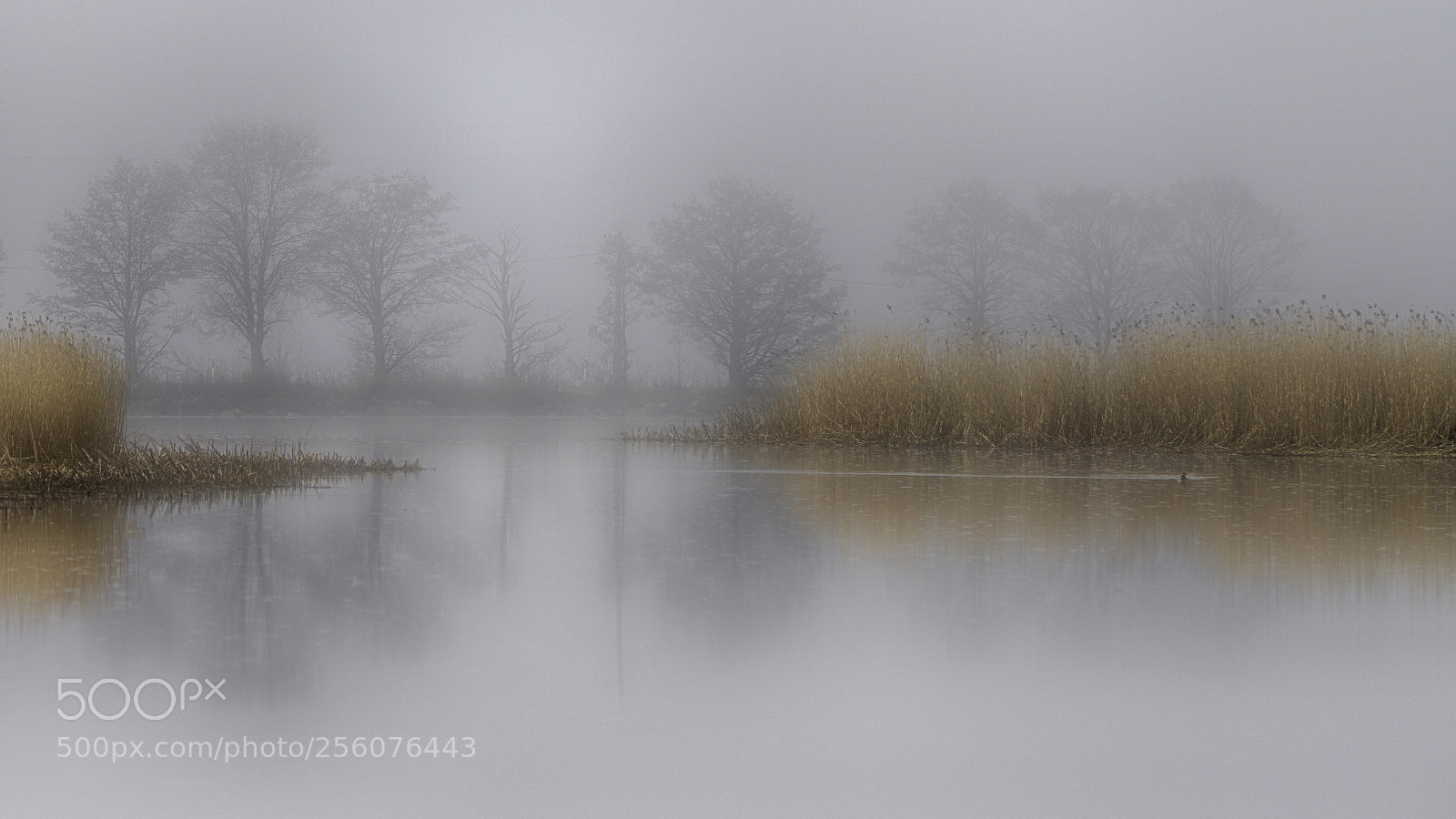 Sony a7R II sample photo. Foggy - and silent photography