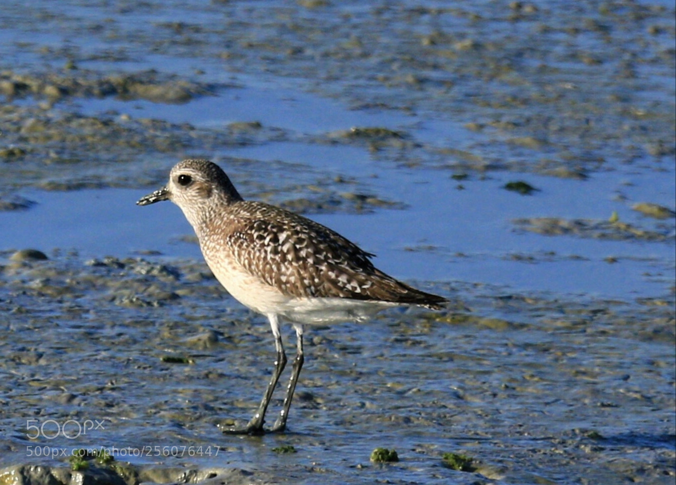 Canon EOS 7D Mark II sample photo. Sea bird photography