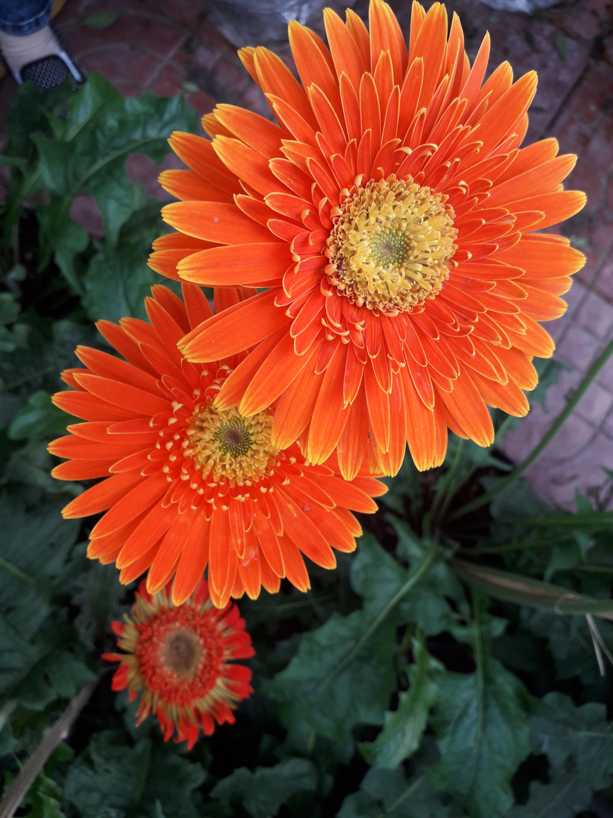 Samsung Galaxy J3 Pro sample photo
