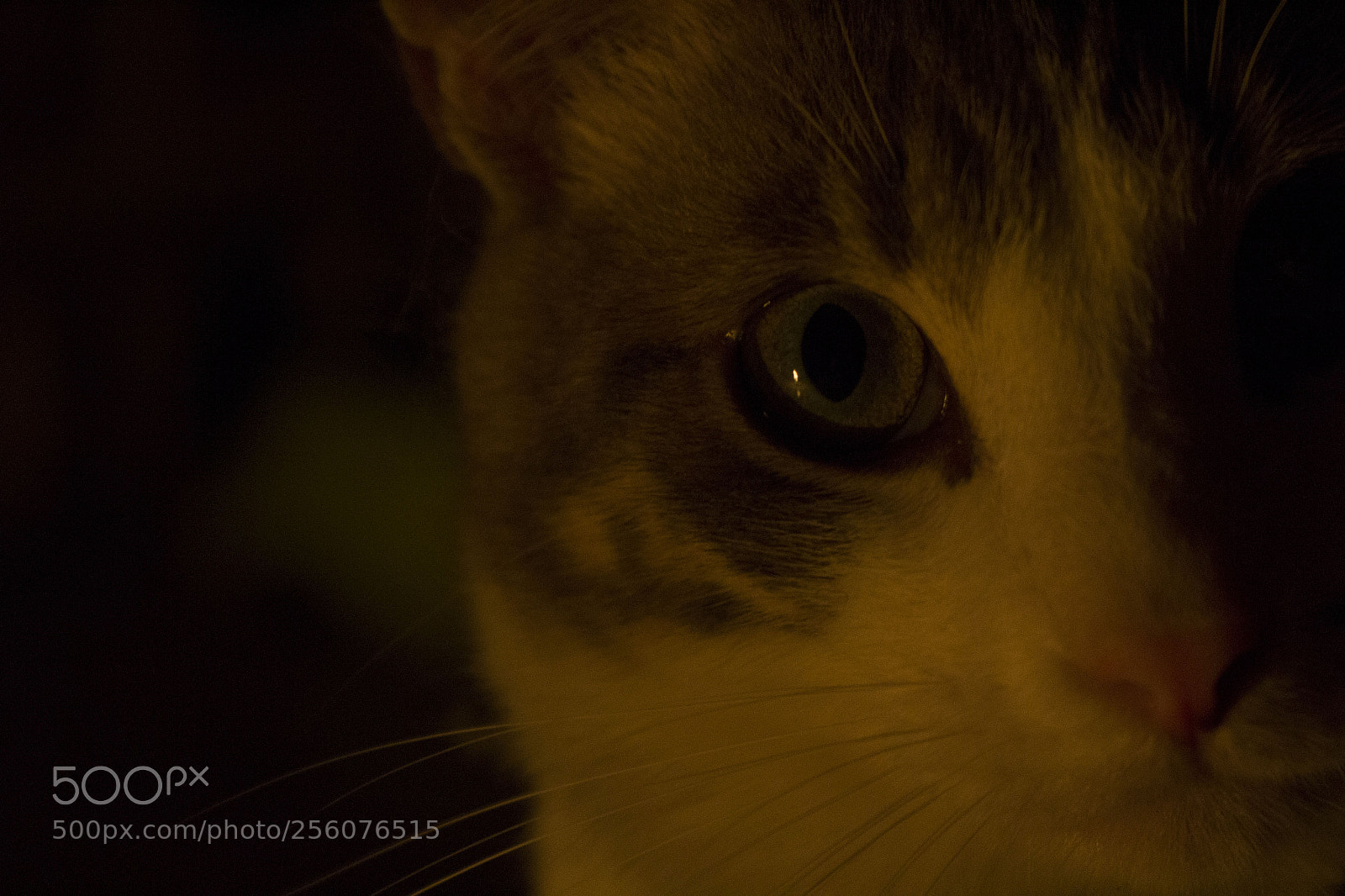 Canon EOS 600D (Rebel EOS T3i / EOS Kiss X5) sample photo. Mirada photography