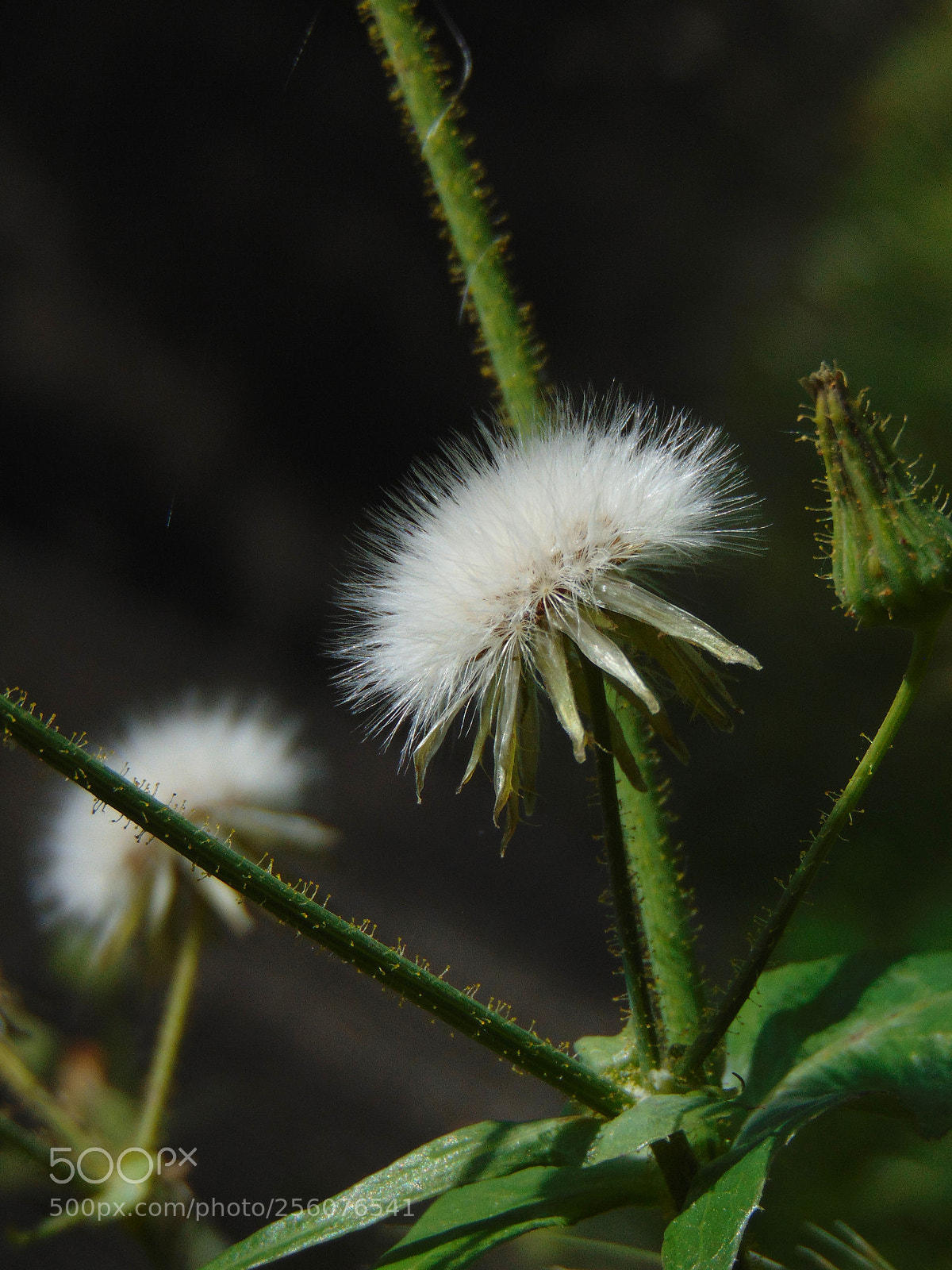 Sony Cyber-shot DSC-H300 sample photo. ˙pure˙ photography