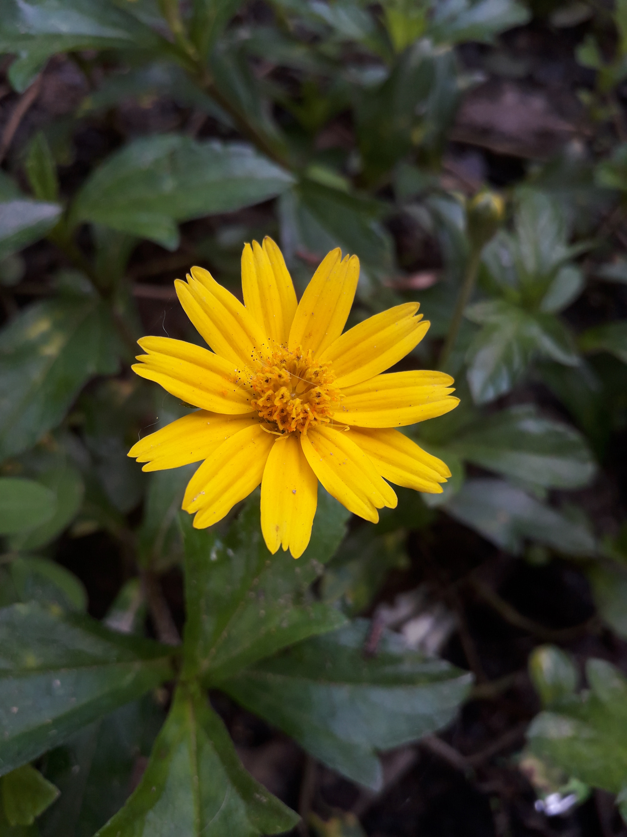 Samsung Galaxy J3 Pro sample photo