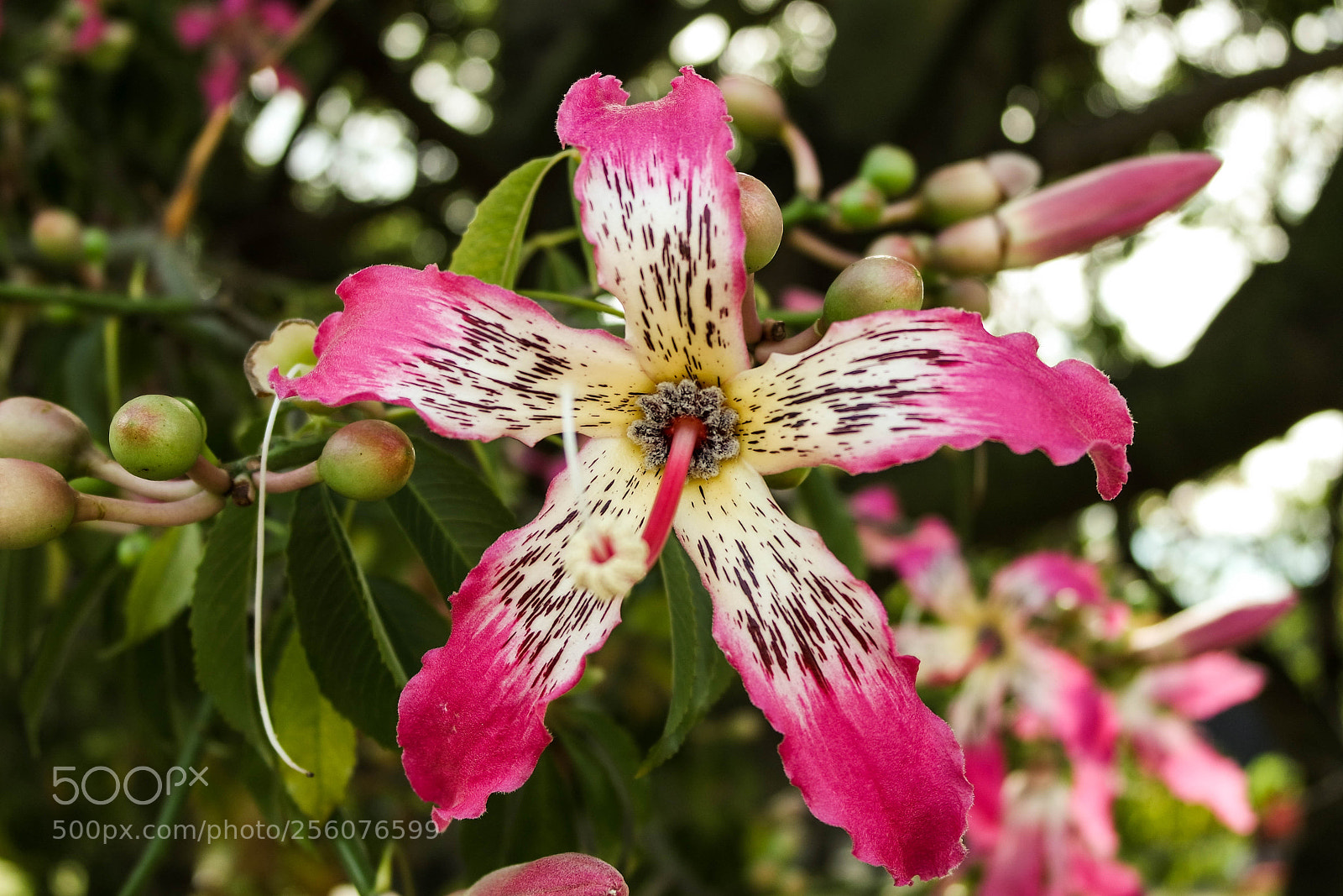 Samsung NX3000 sample photo. Untitled photography