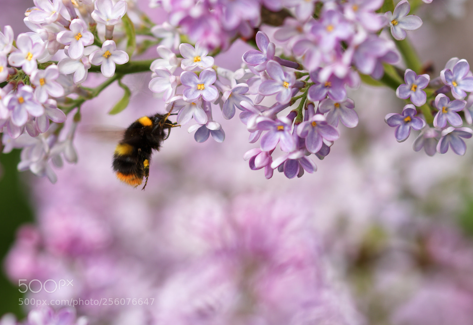Canon EOS 77D (EOS 9000D / EOS 770D) sample photo. In the garden... photography