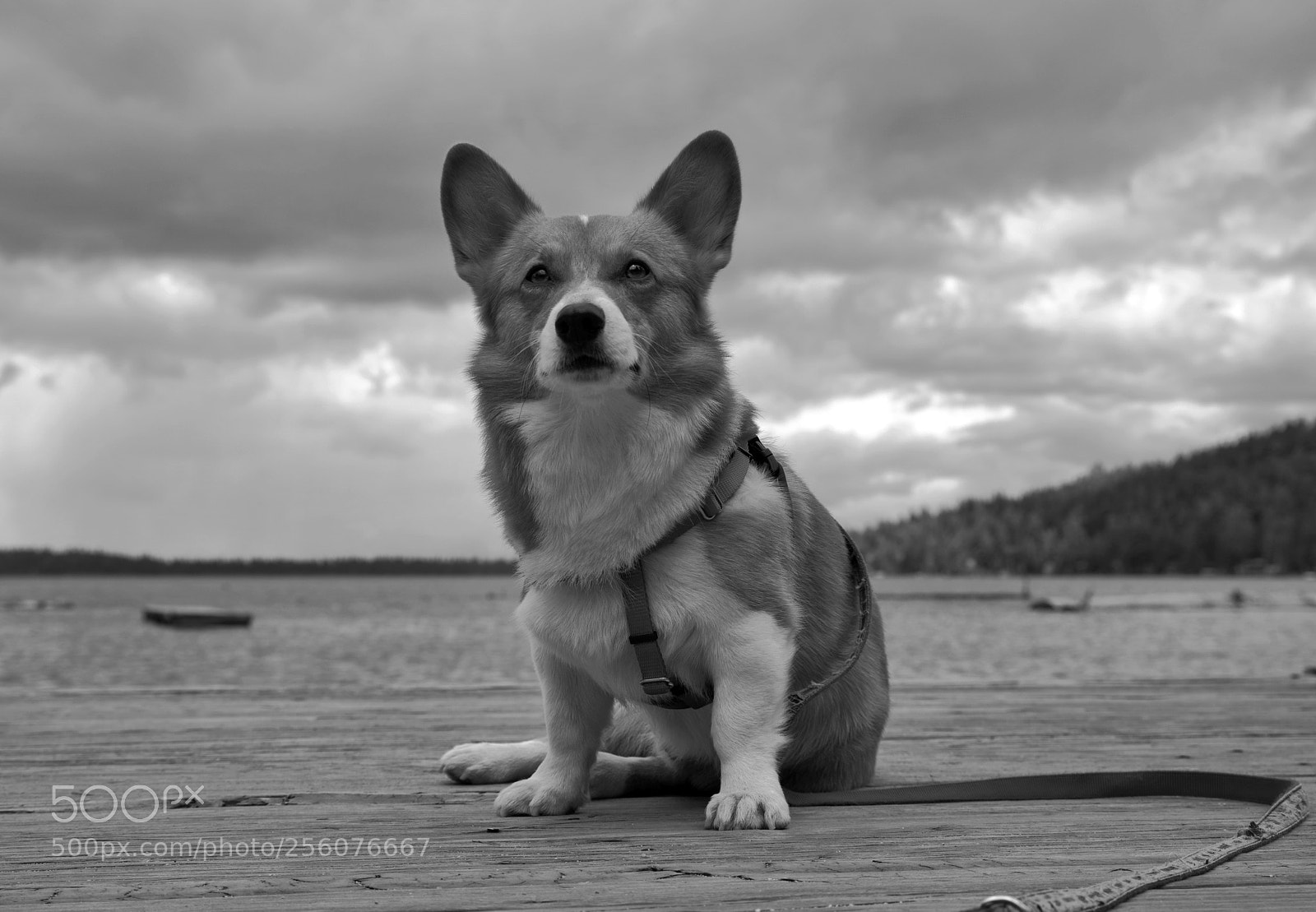 Pentax K-1 sample photo. Noodles the corgi at photography