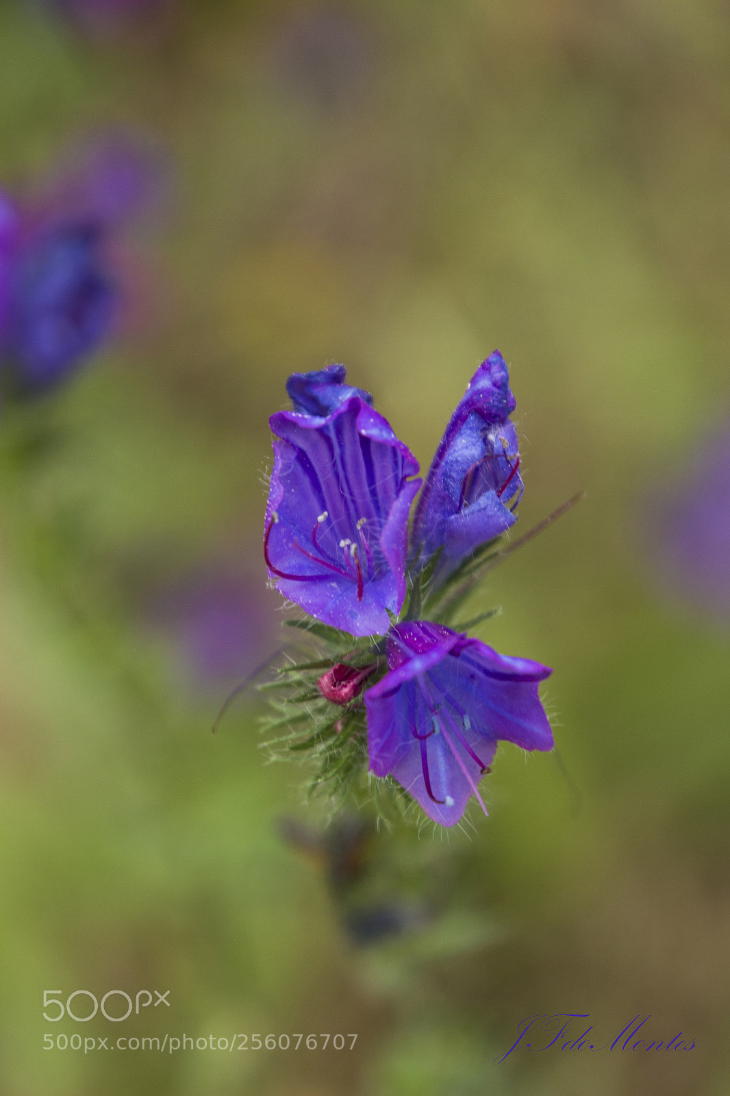 Canon EOS 700D (EOS Rebel T5i / EOS Kiss X7i) sample photo. Viborera (echium plantagineum) photography